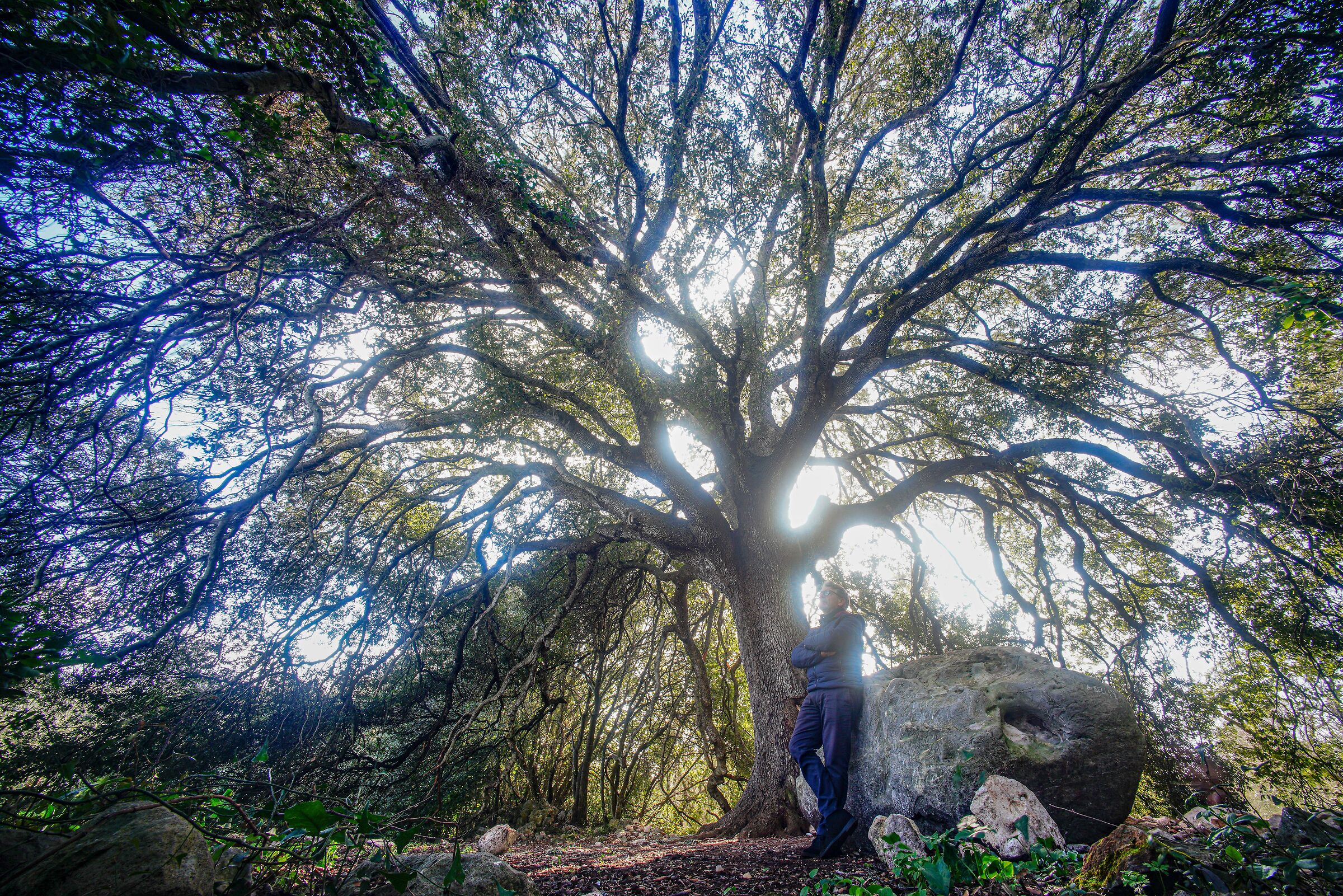 The holm oak