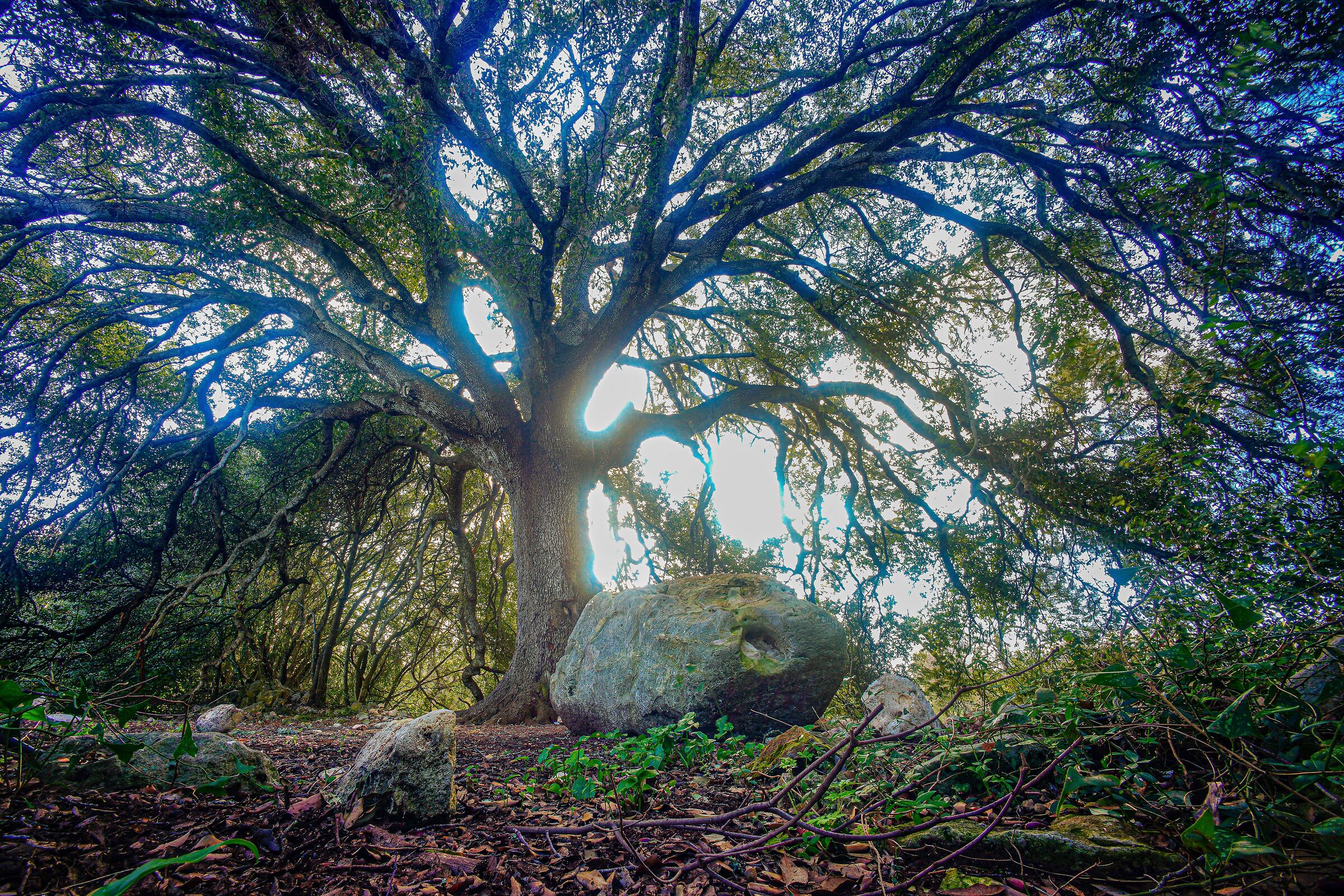 The holm oak