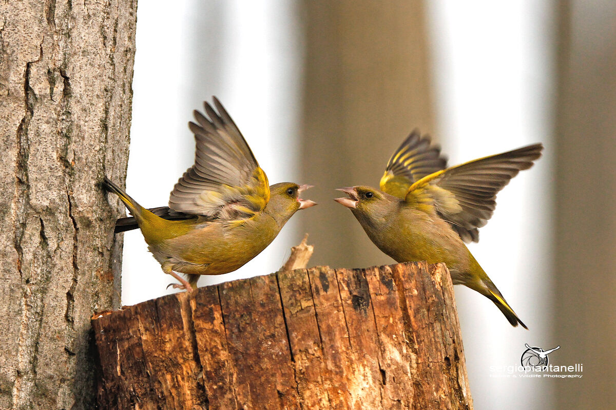 Quarrel in condominium