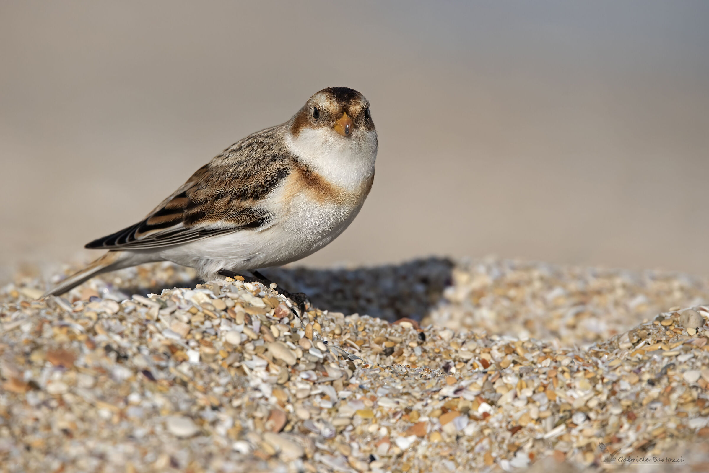Zigolo delle nevi femmina