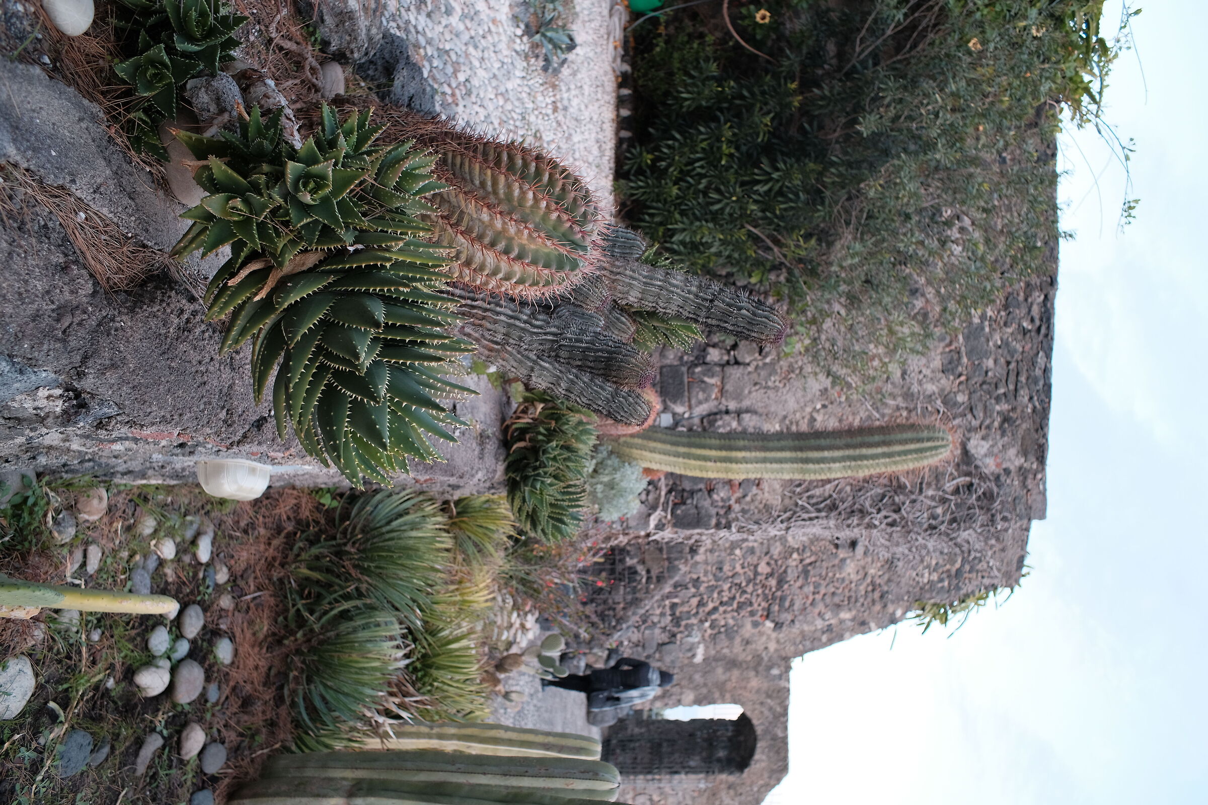 Succulents