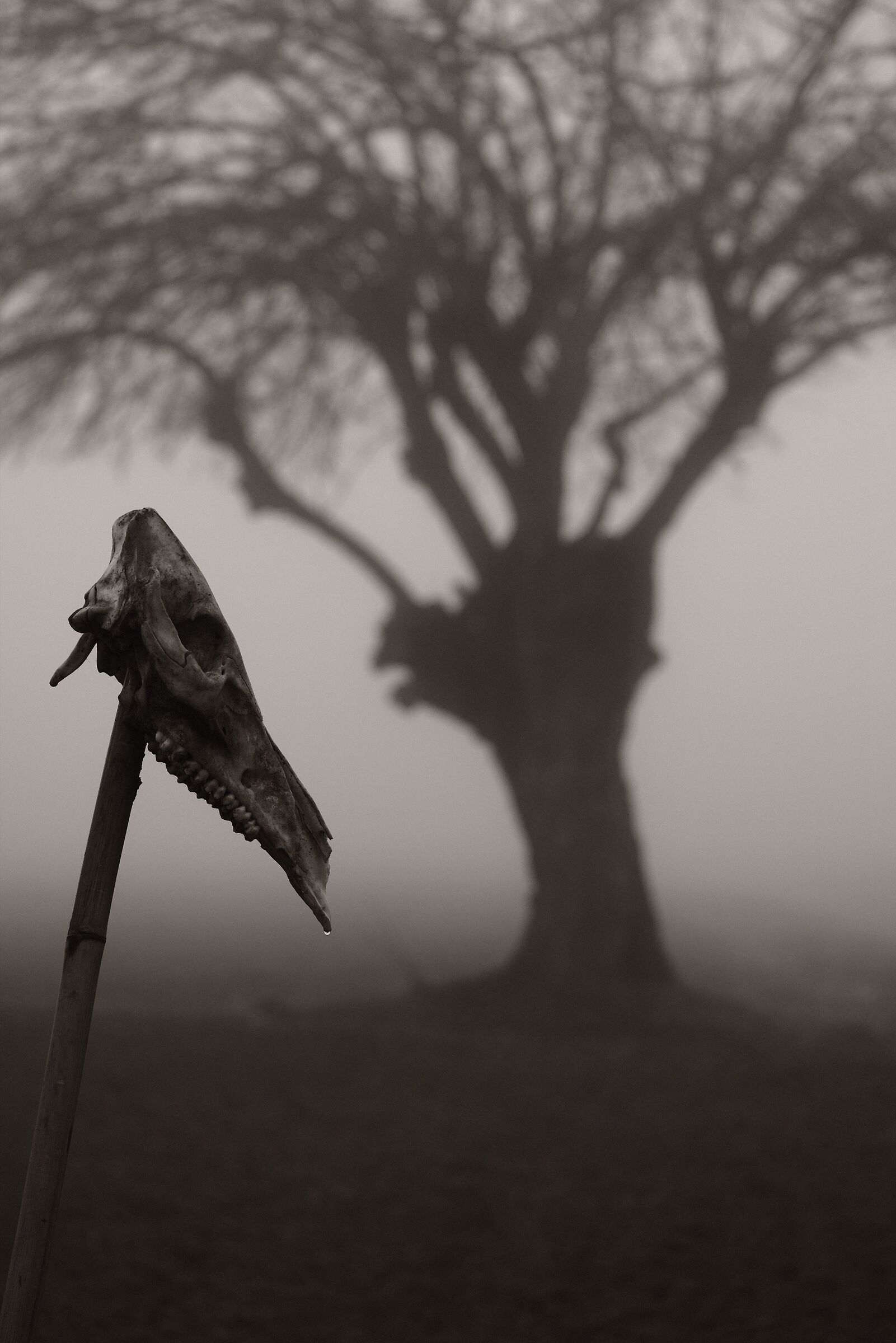 The Mulberry and the Skull