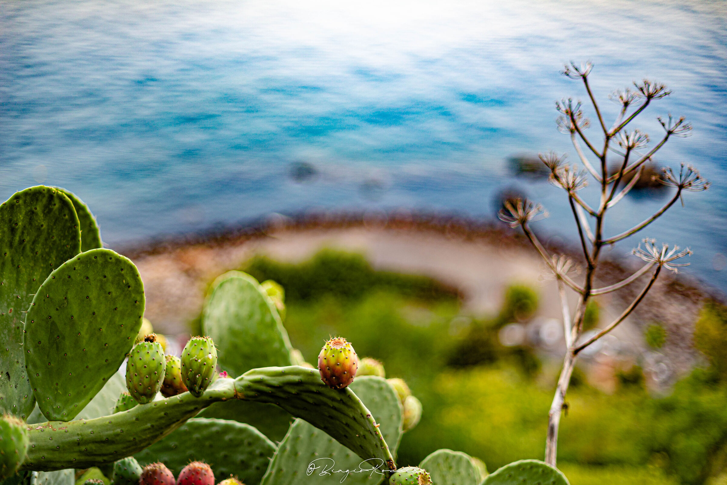 Prickly pear in Acireale