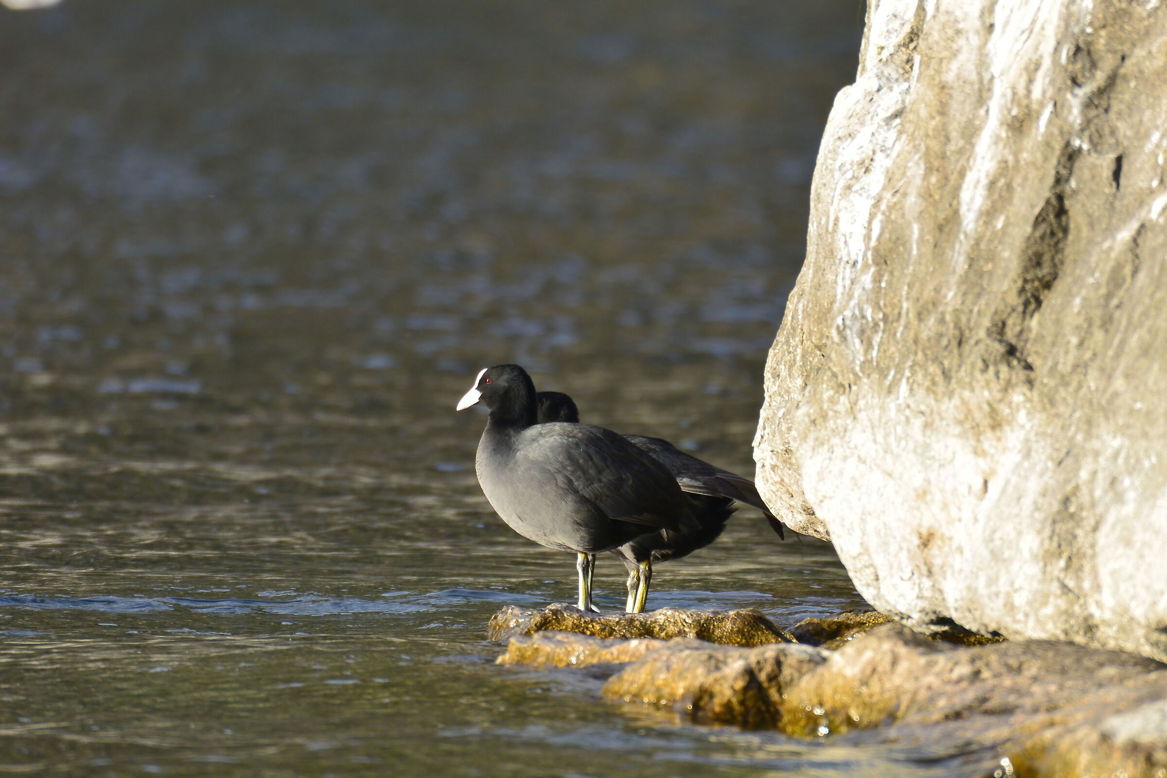 Coots