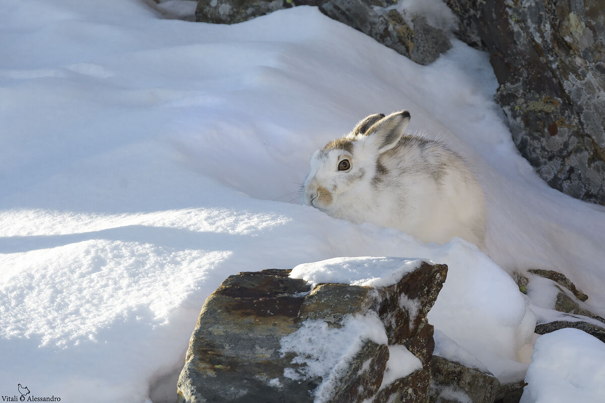White hare
