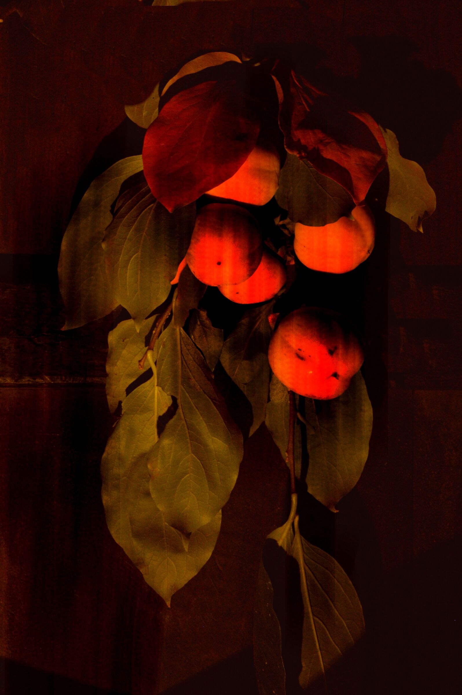 Cachi su porta di legno