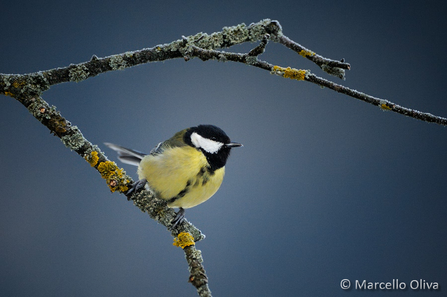 Great Tit
