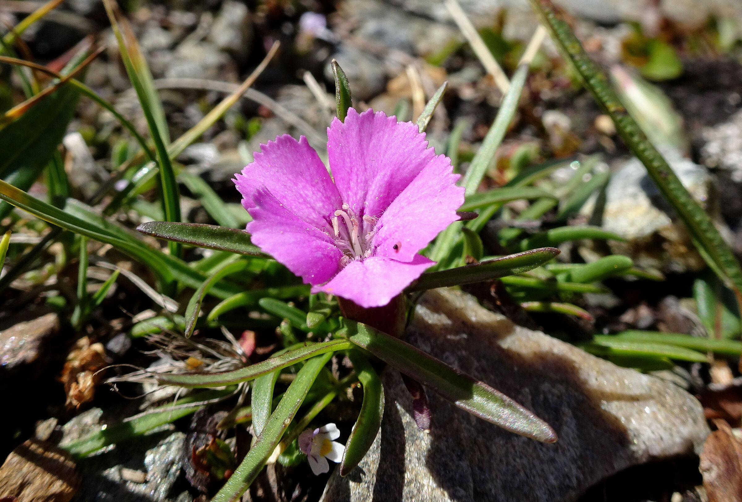 Garofano Glaciale Dianthus glacialis Haenke Caryophill