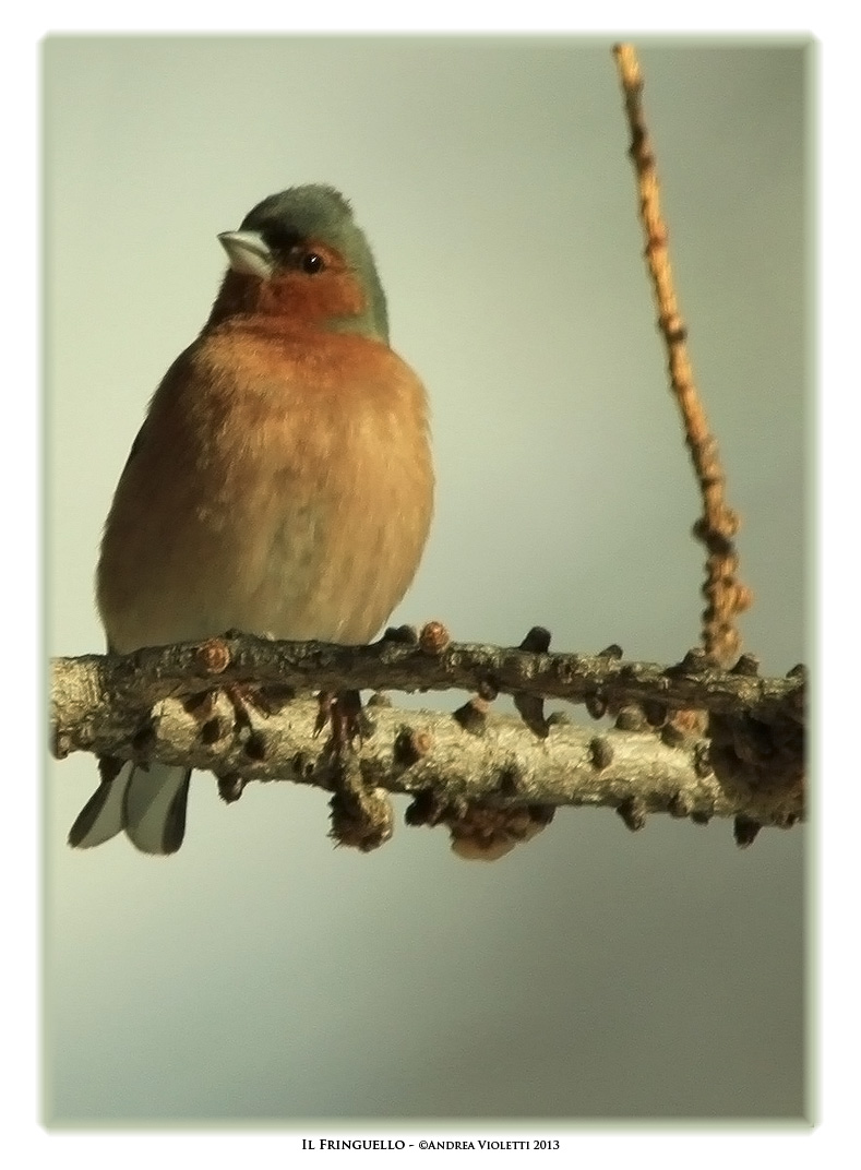 The Chaffinch