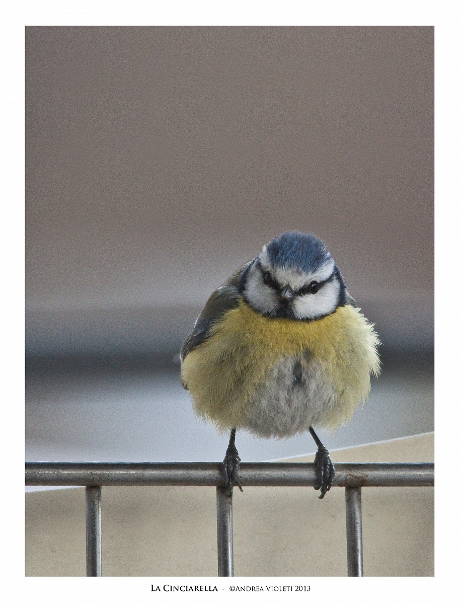 The Blue Tit