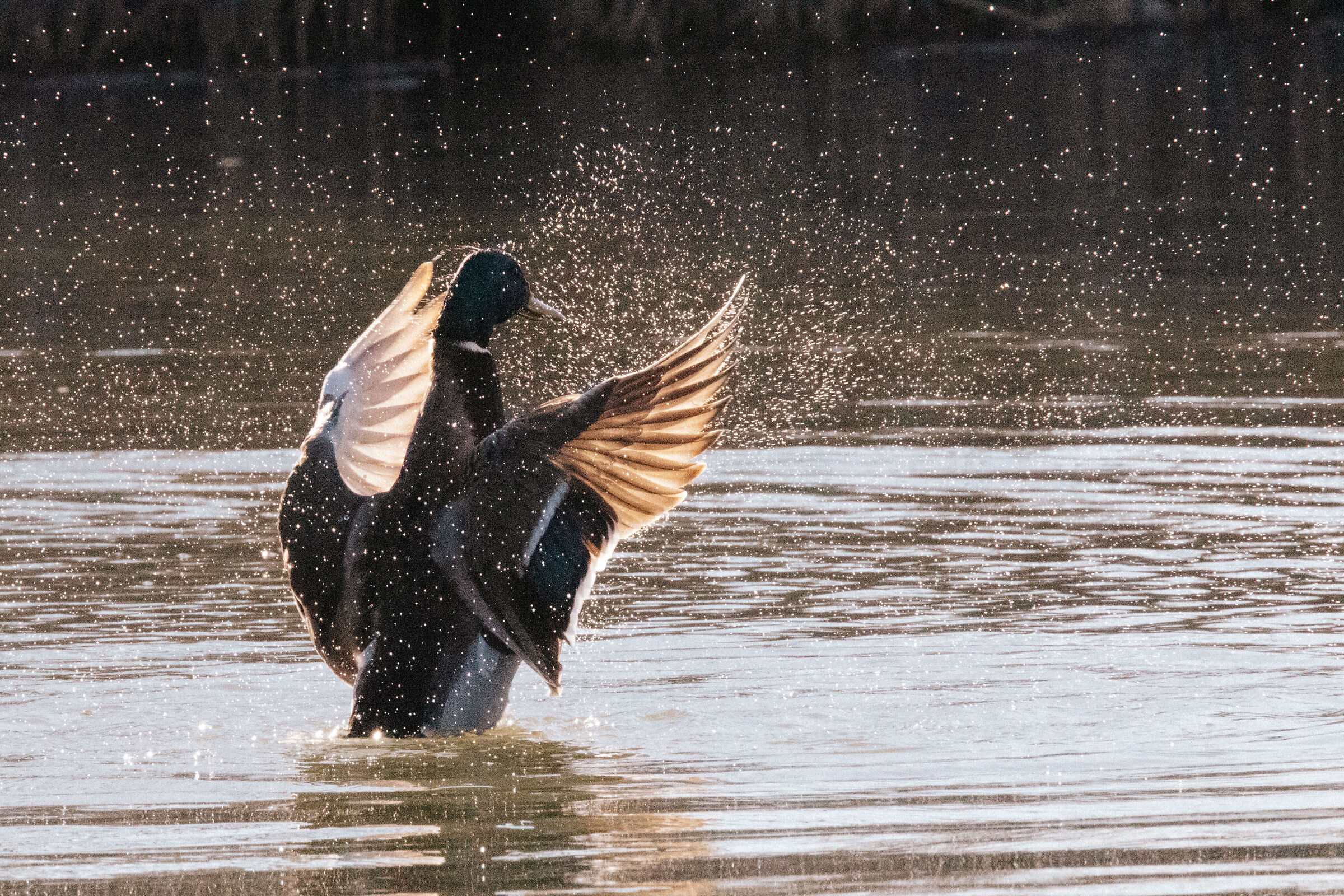 Germano Reale in Orchestra