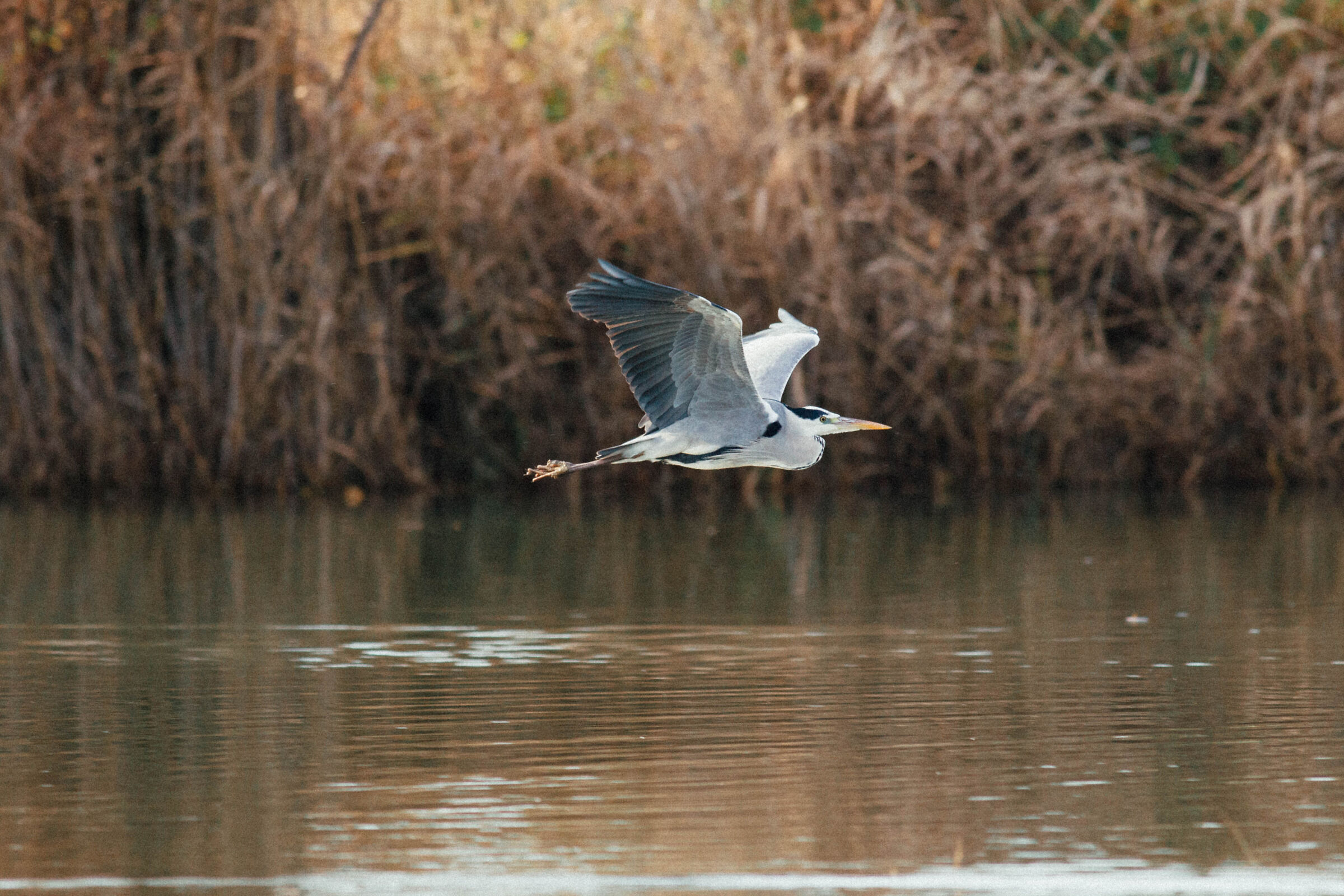 Grey Heron in Flight
