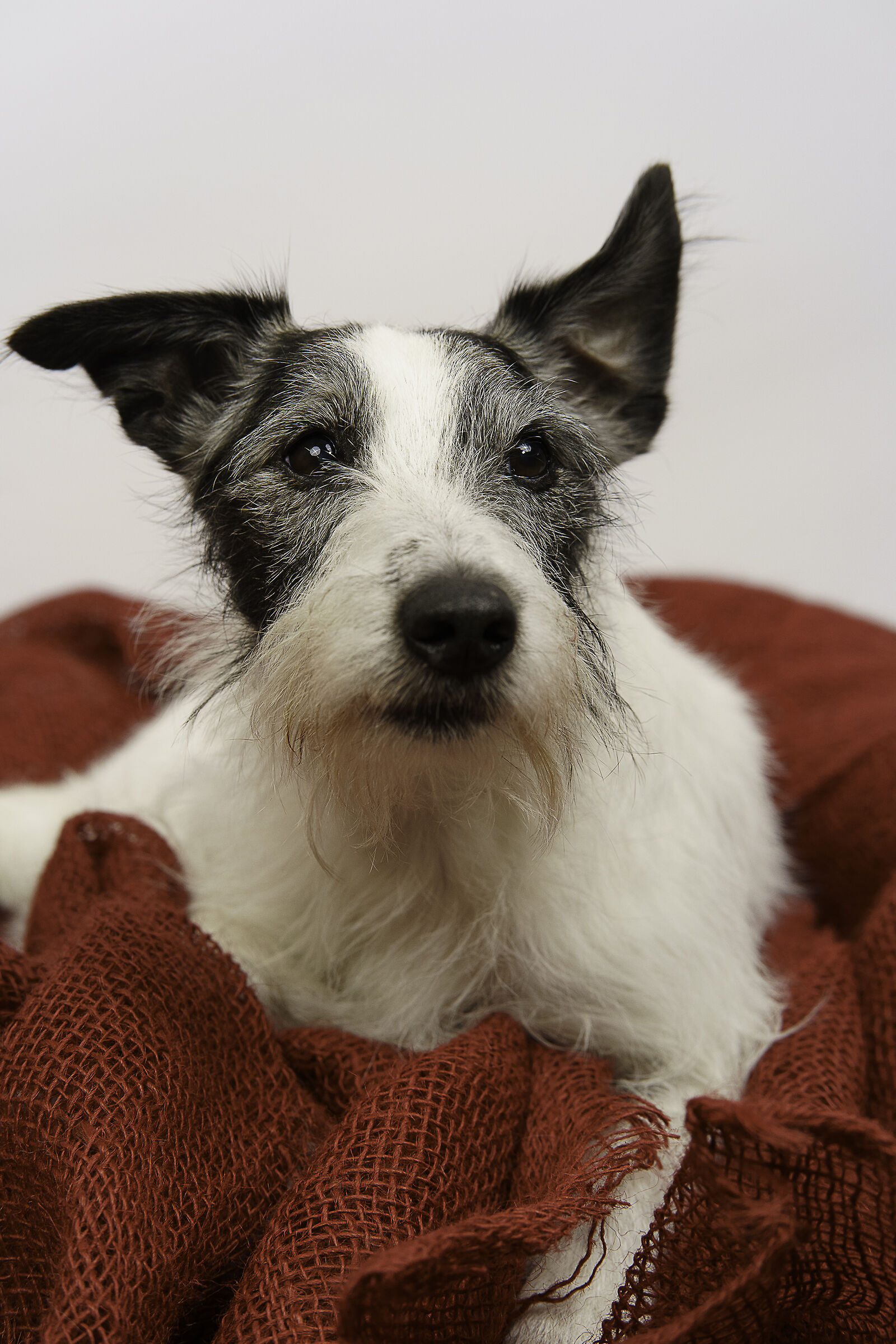 Luppolo ritratto canino