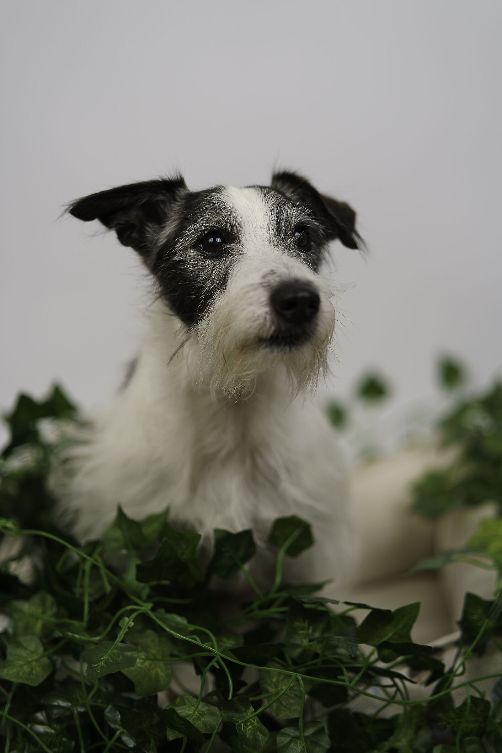 Luppolo ritratto canino