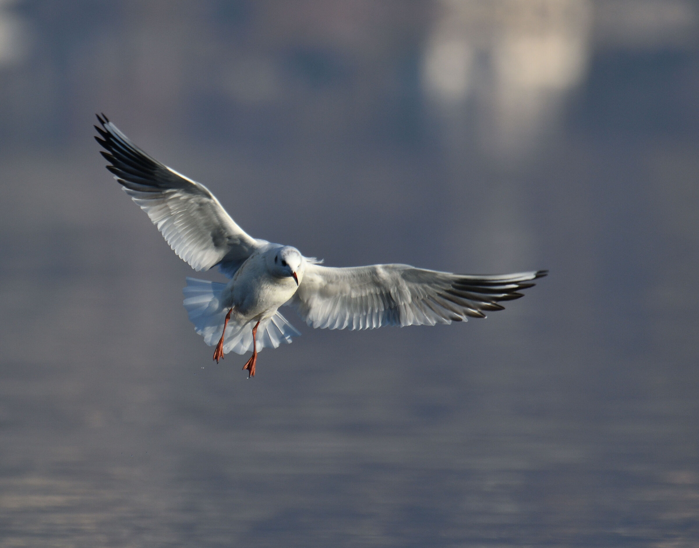 L'atterraggio del gabbiano