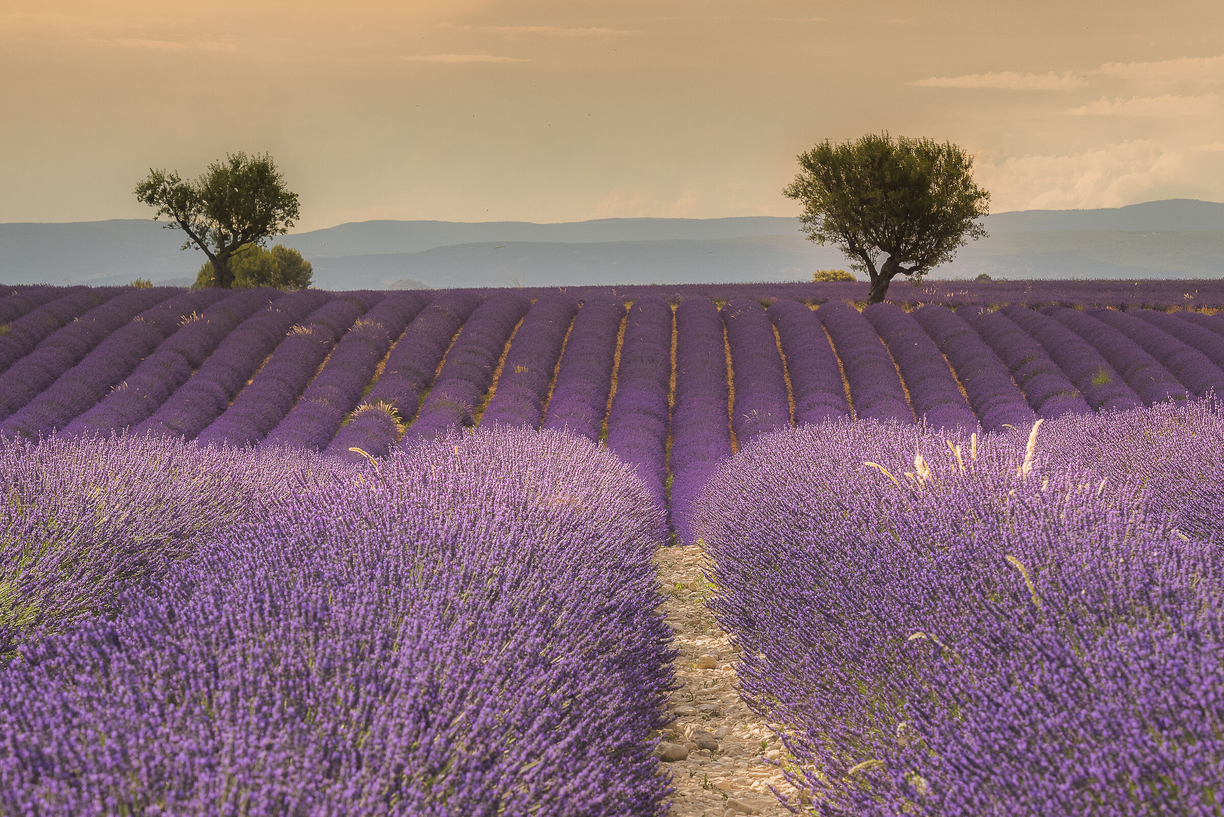 In the purple