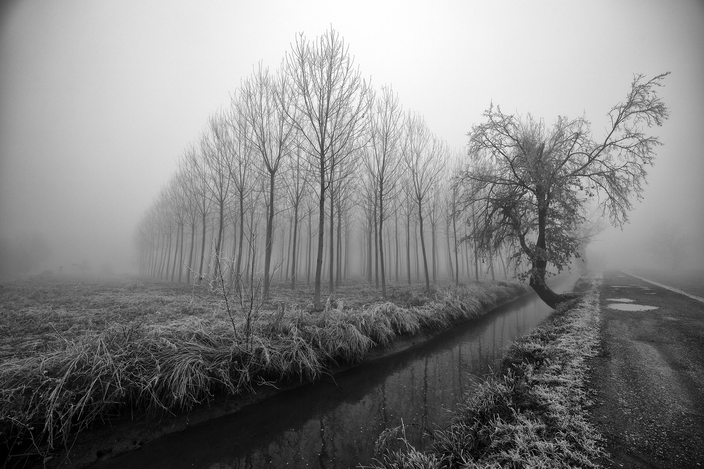 In Pavia with the fog