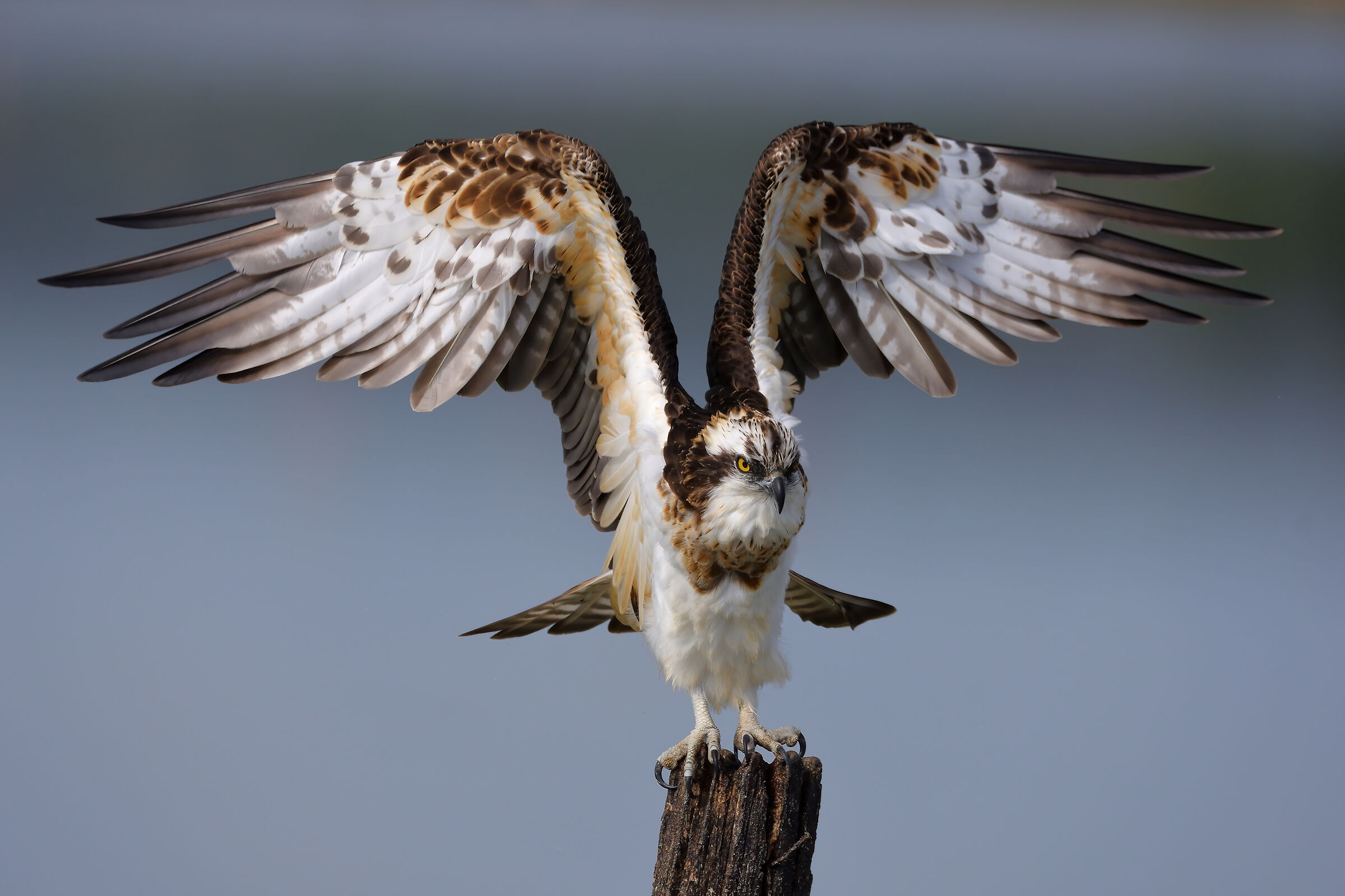 Osprey