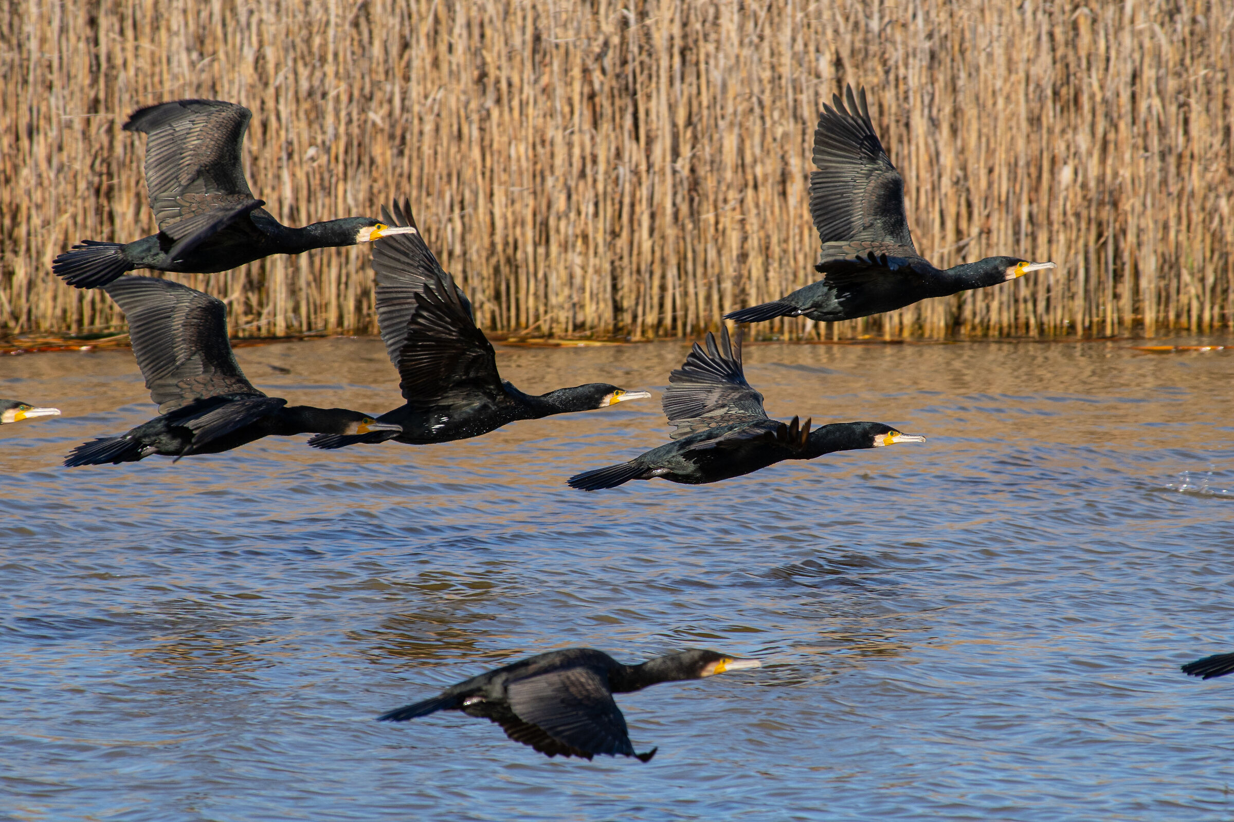 Diaccia Botrona Cormorants