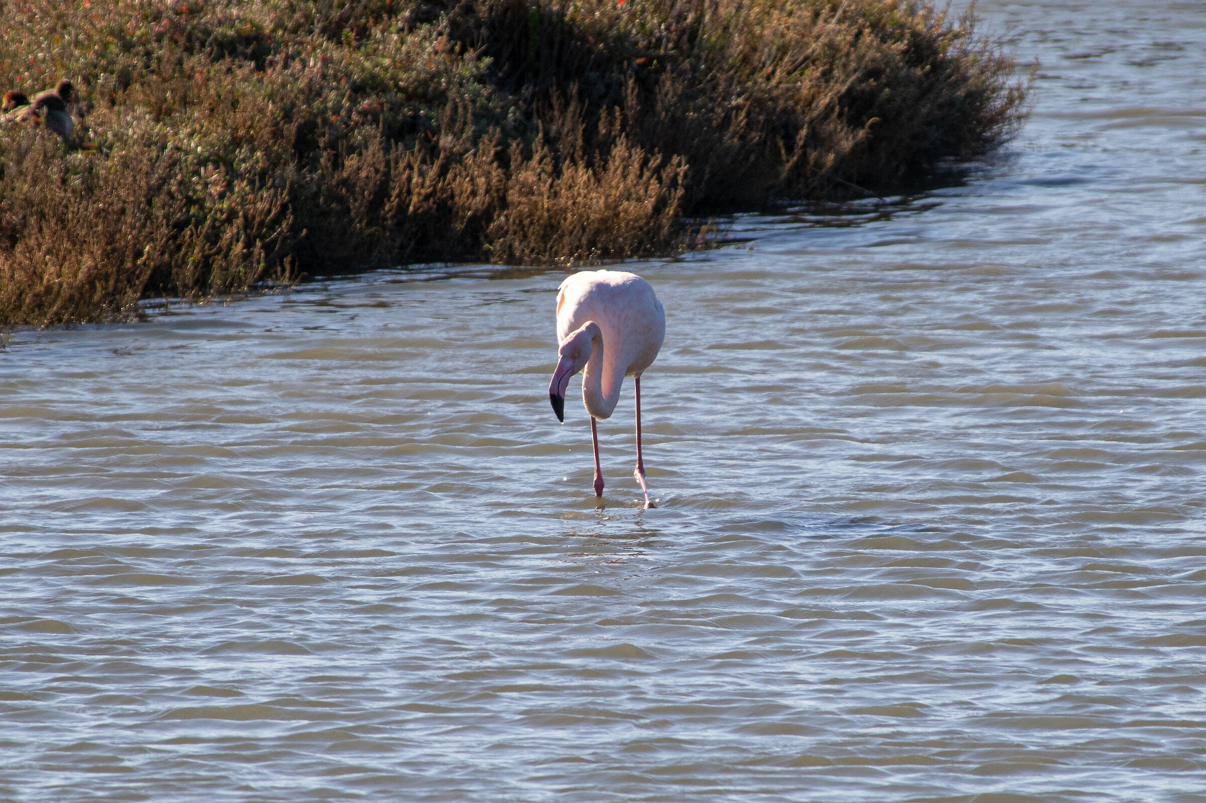 Diaccia Botrona Flamingo