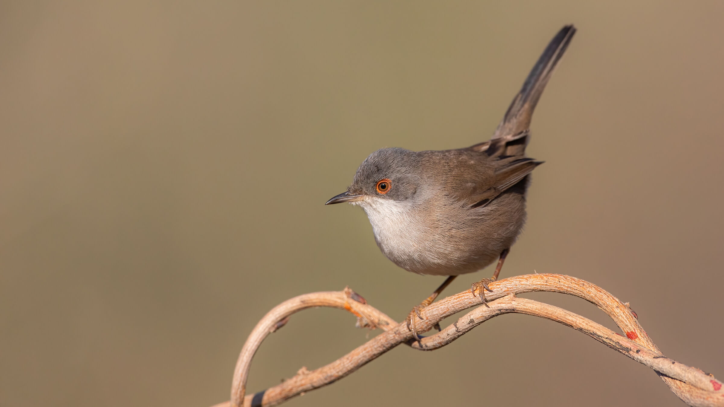 Occhiocotto from Parma