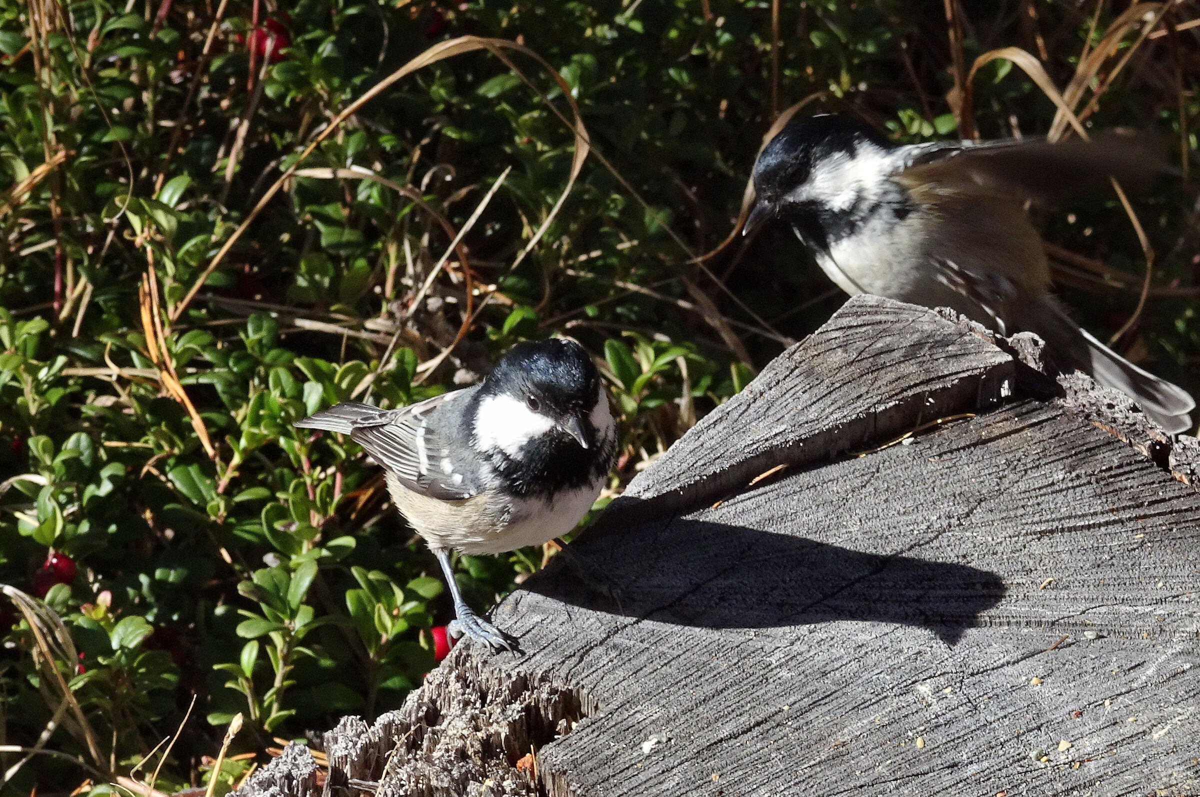 Val Roseg  Cincia bigia alpestre