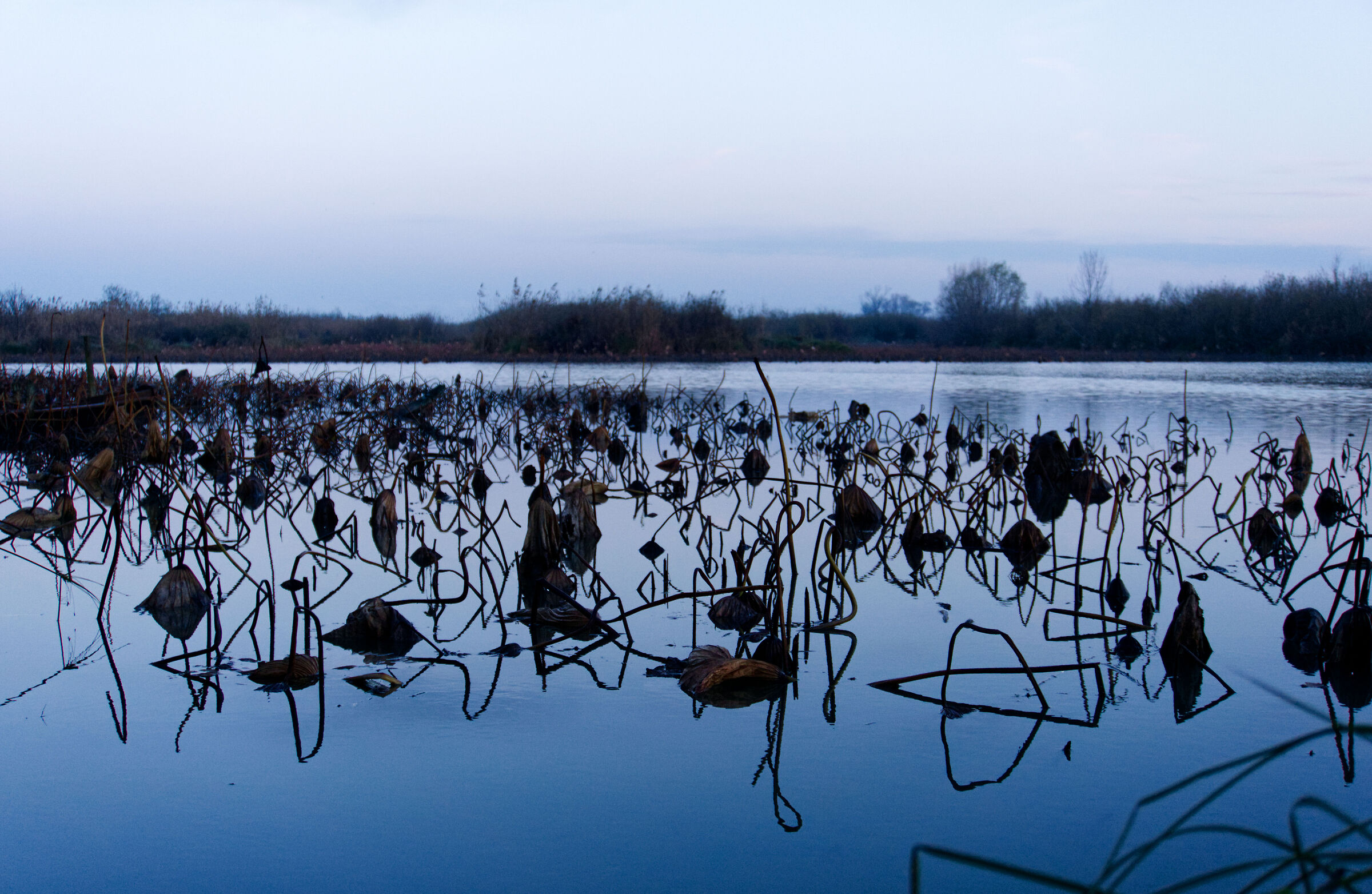 Grazie di Curtatone - Dead lotus flowers