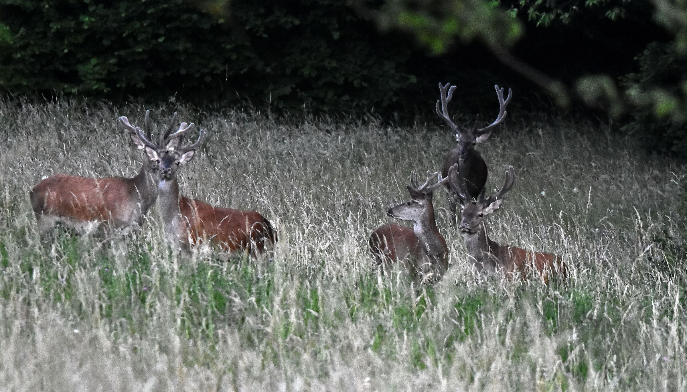 D7200 - OLY 120-400 F/5.3 ISO 3200 300 mm