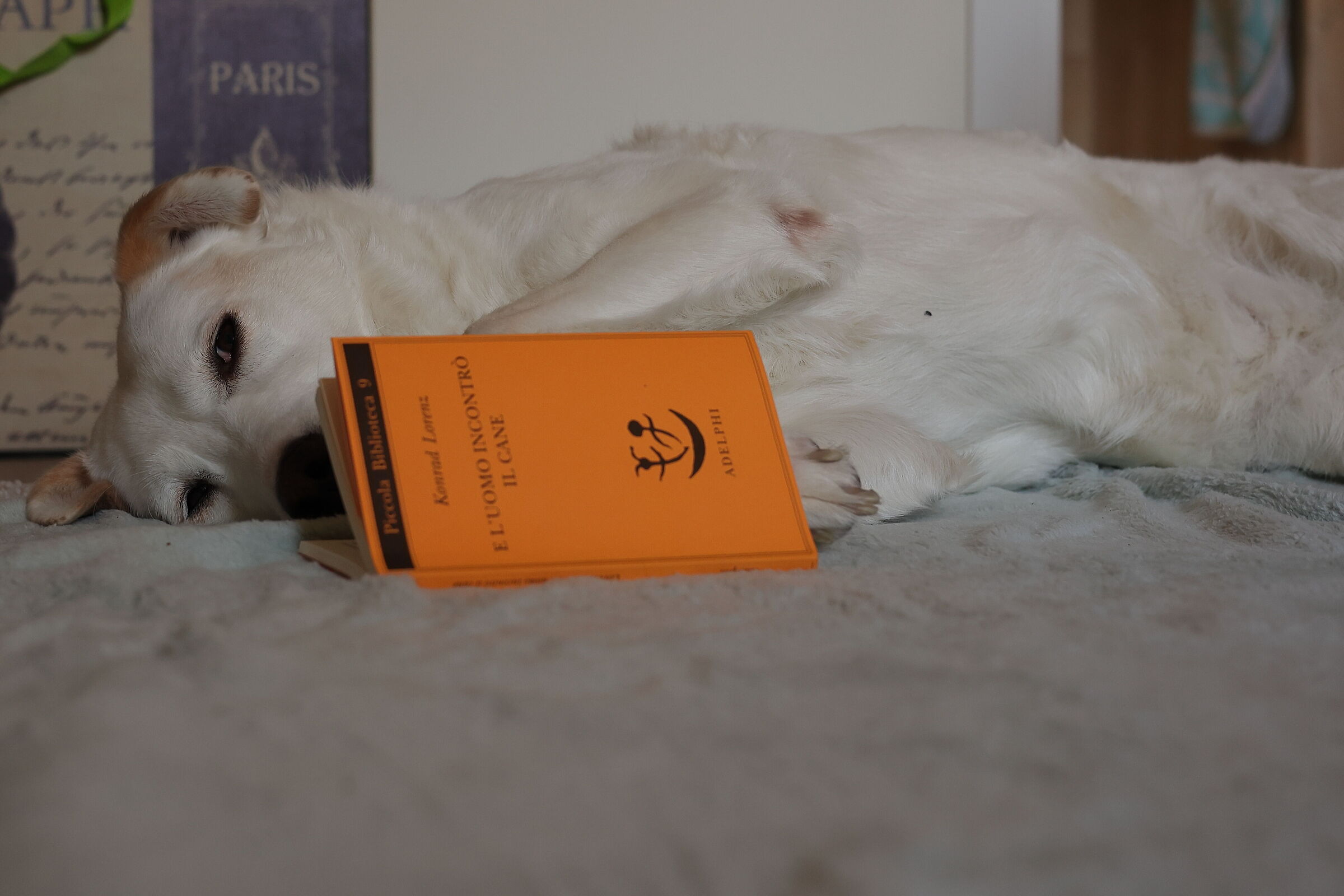 Ethology or Anthropology? It depends on the points of view