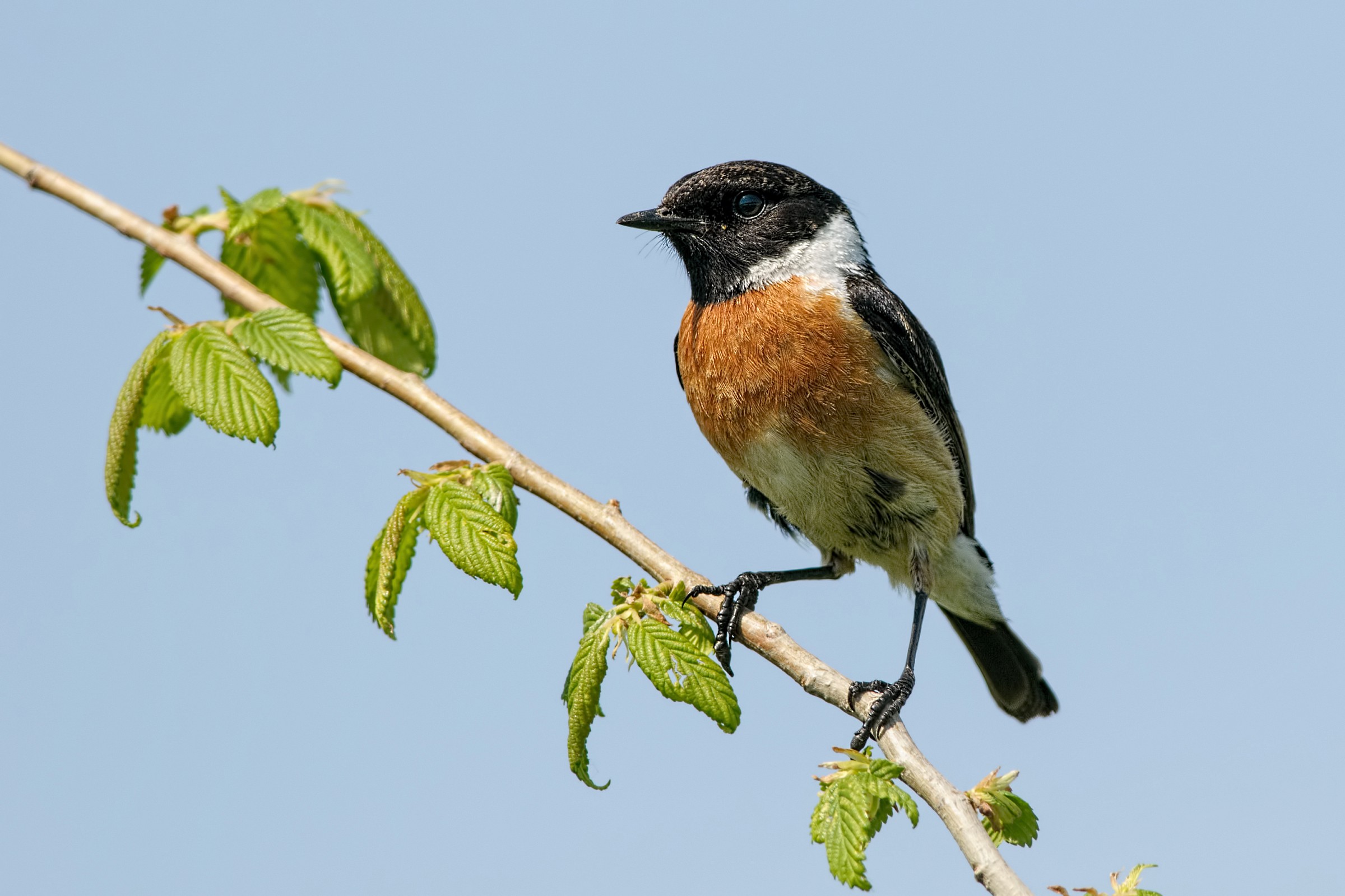 Stonechat (Saxixola torquata)
