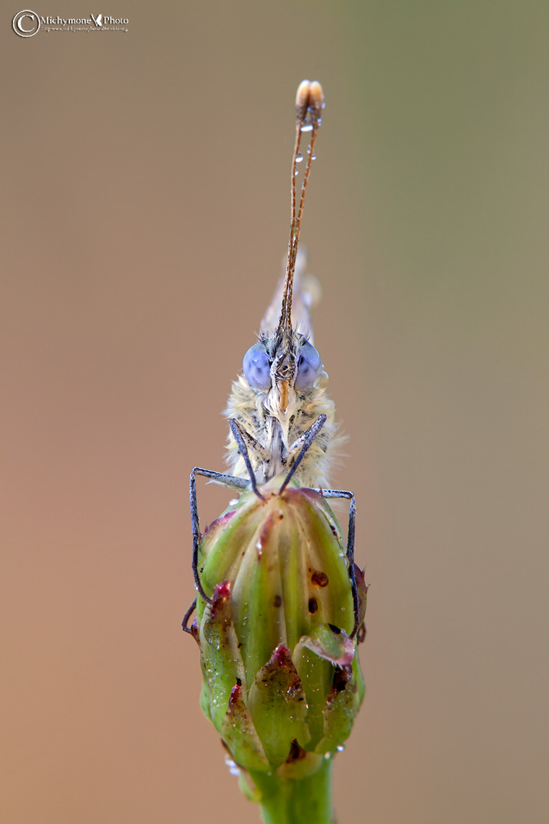 Pontia Edusa (Fabricius, 1777)