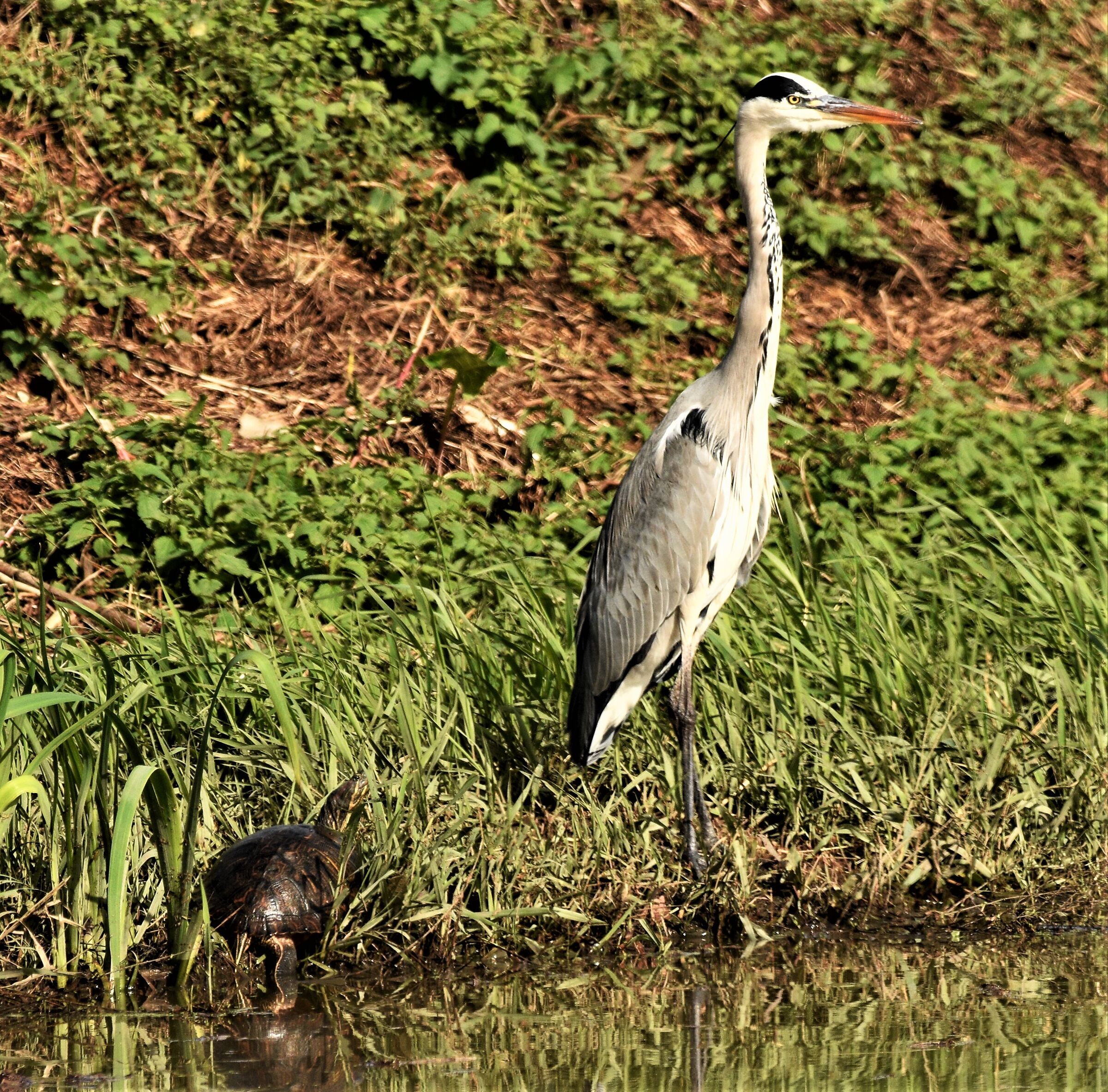 Grey heron and aquatic turtle