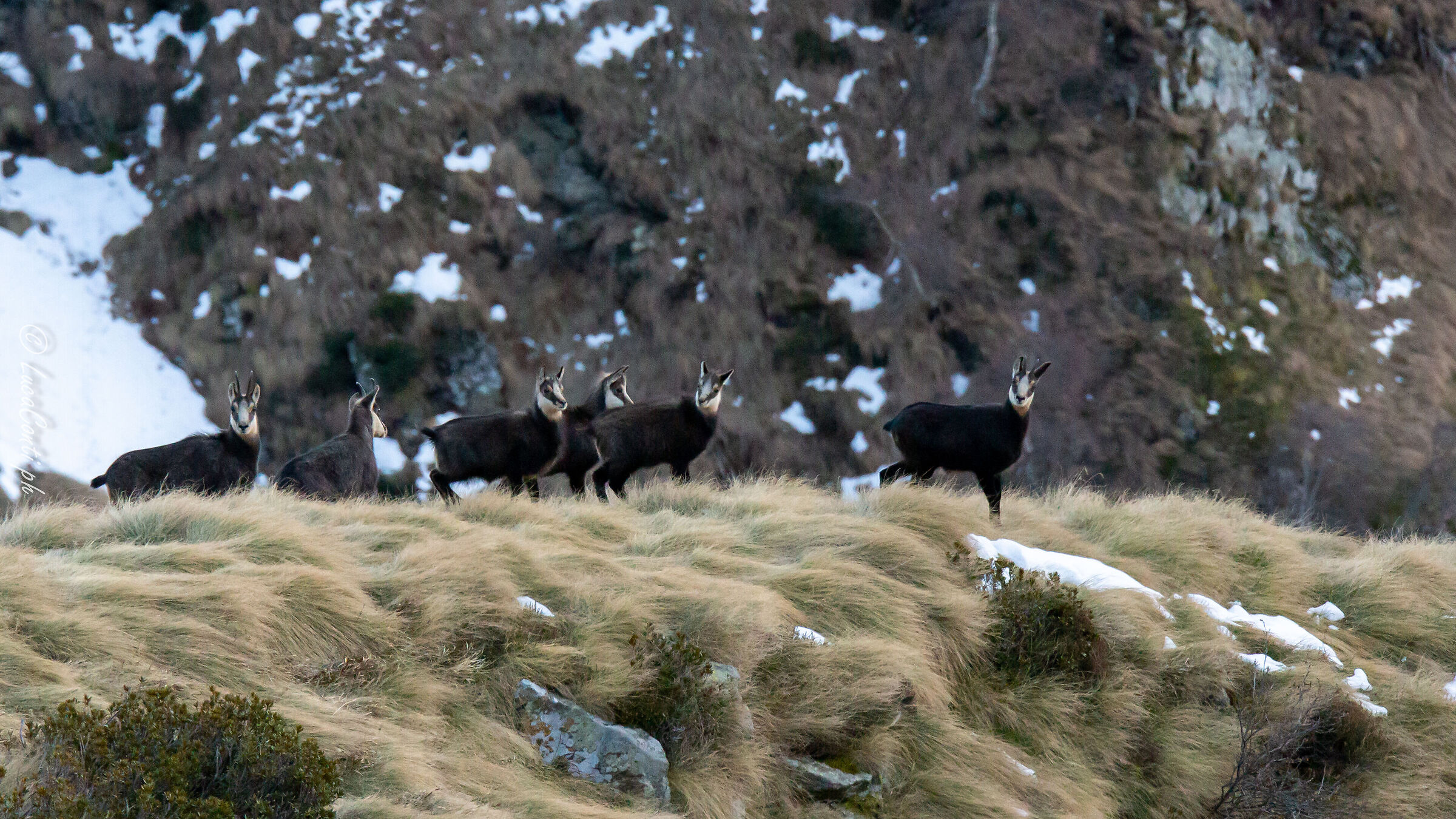 Camoscio Alpino (Valsassina)