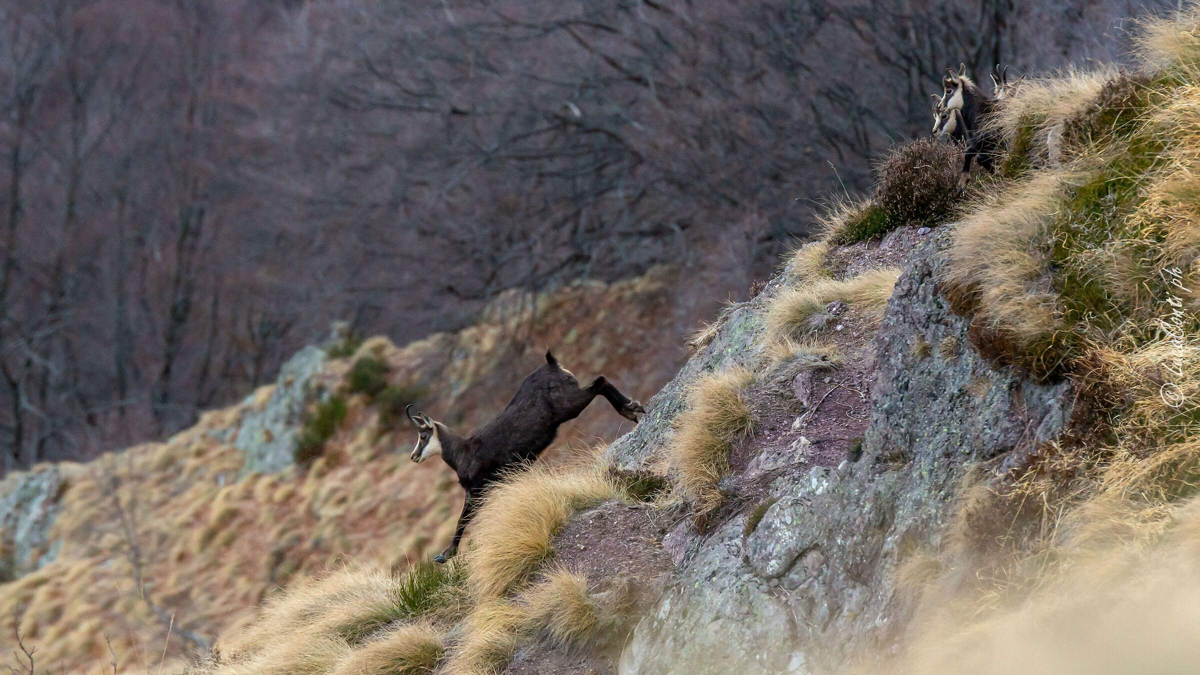 Camoscio Alpino (Valsassina)