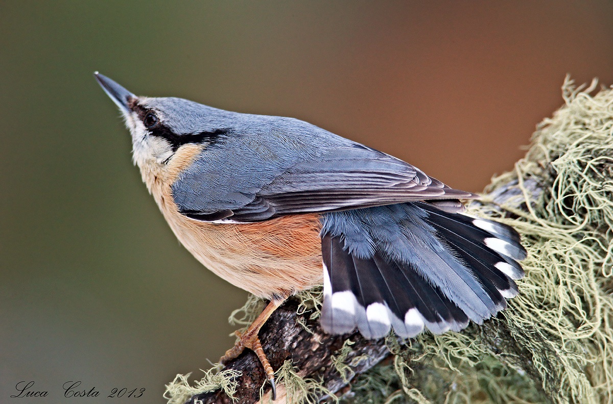 La coda del Picchio Muratore