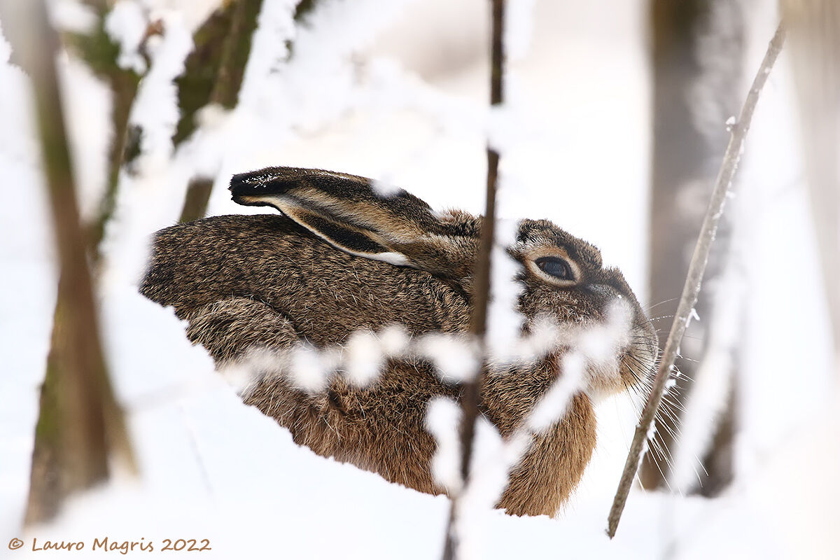 Nascosta tra la neve