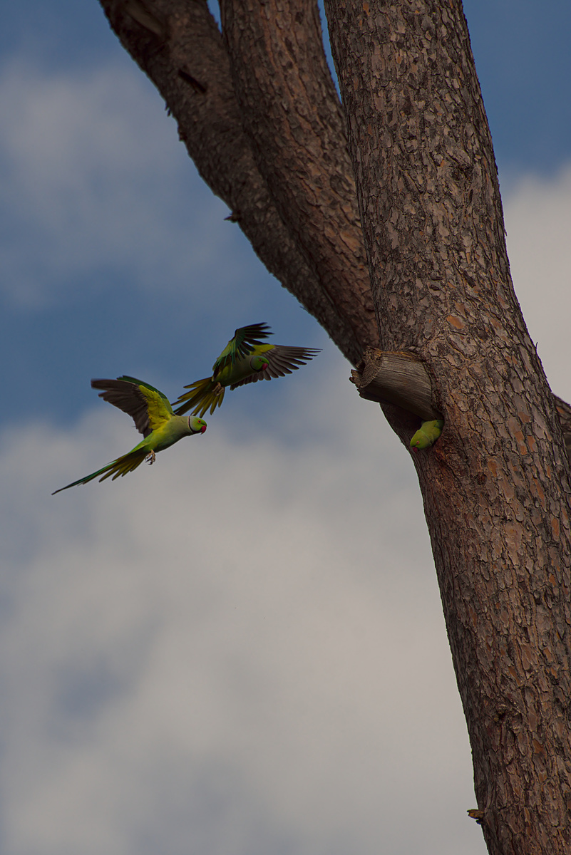 I pappagalli a Roma.