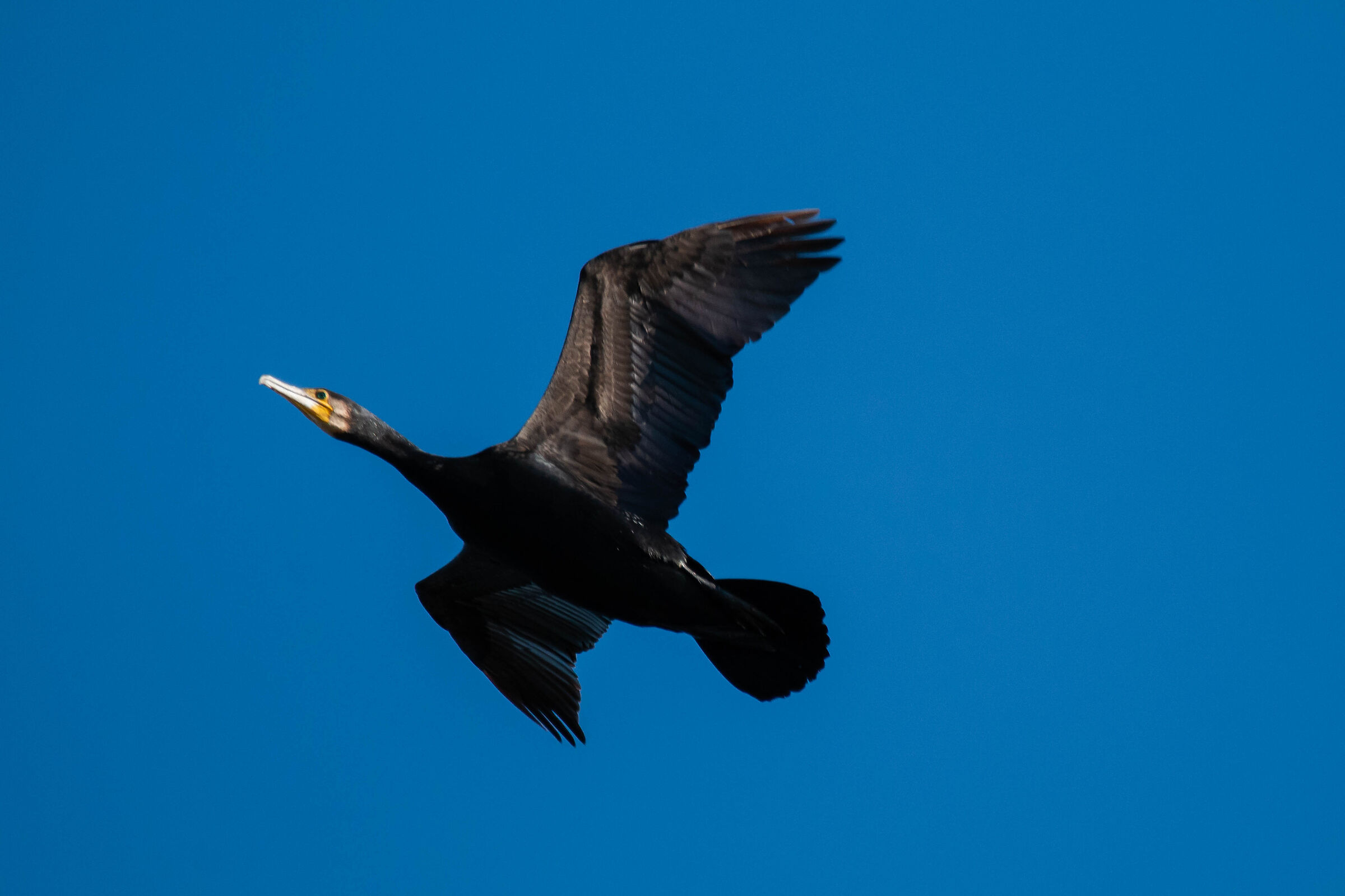 Cormorano in volo
