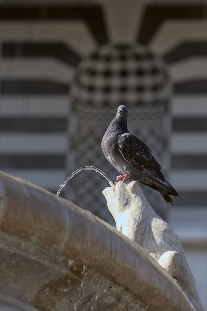 La fontana delle Rane. (Coppedè)