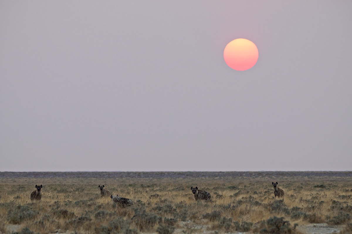 Iene all'alba di un nuovo giorno...