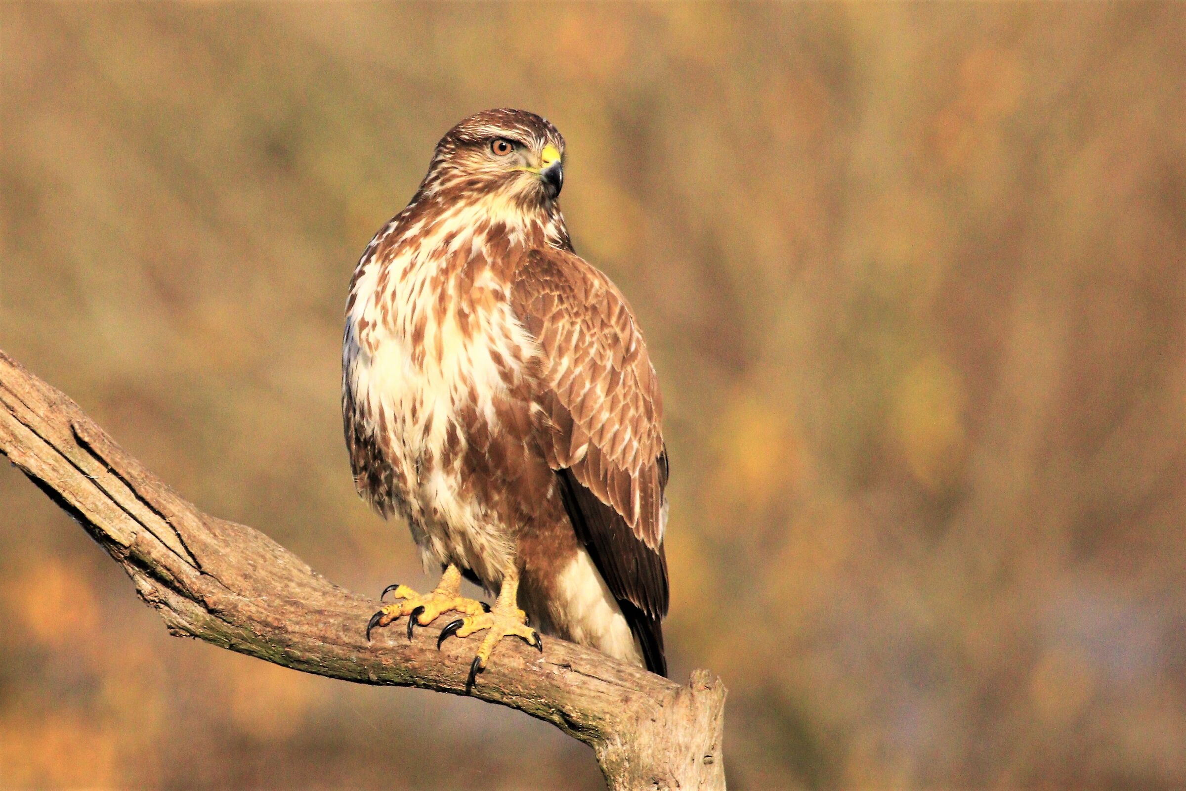 buzzard