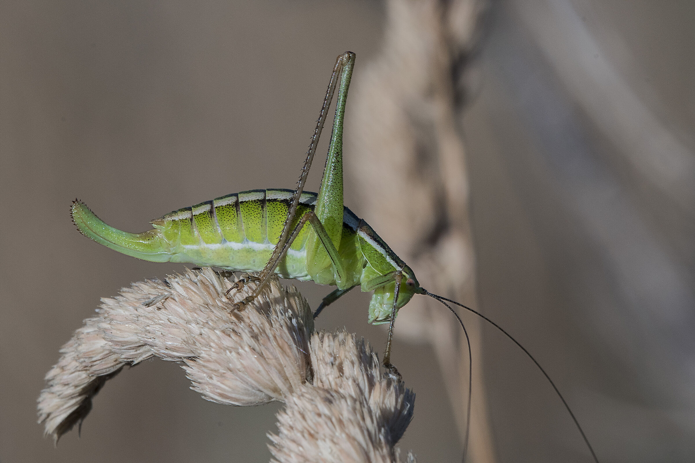 Ephippiger ephippiger