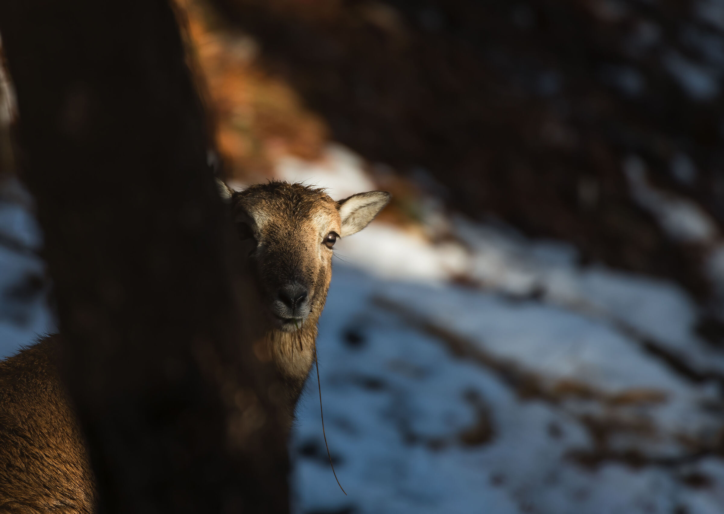 Sguardi nel sottobosco