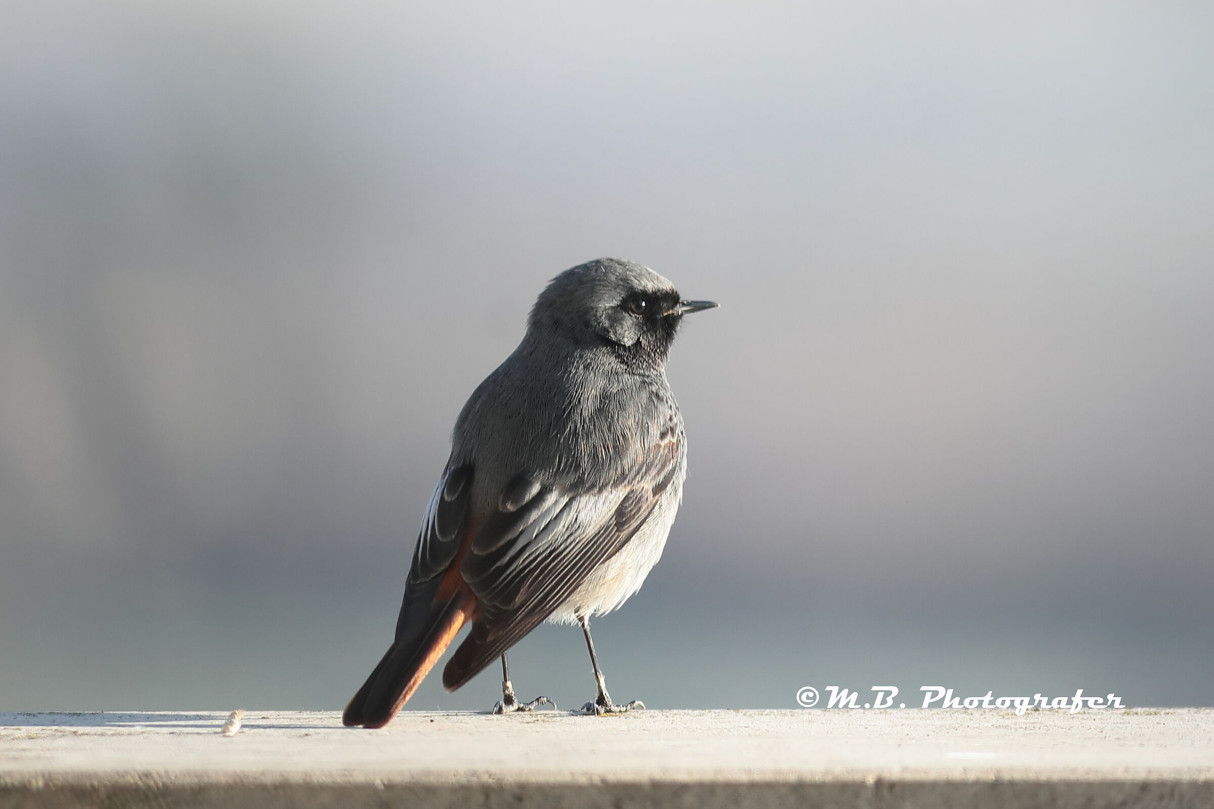 Redstart