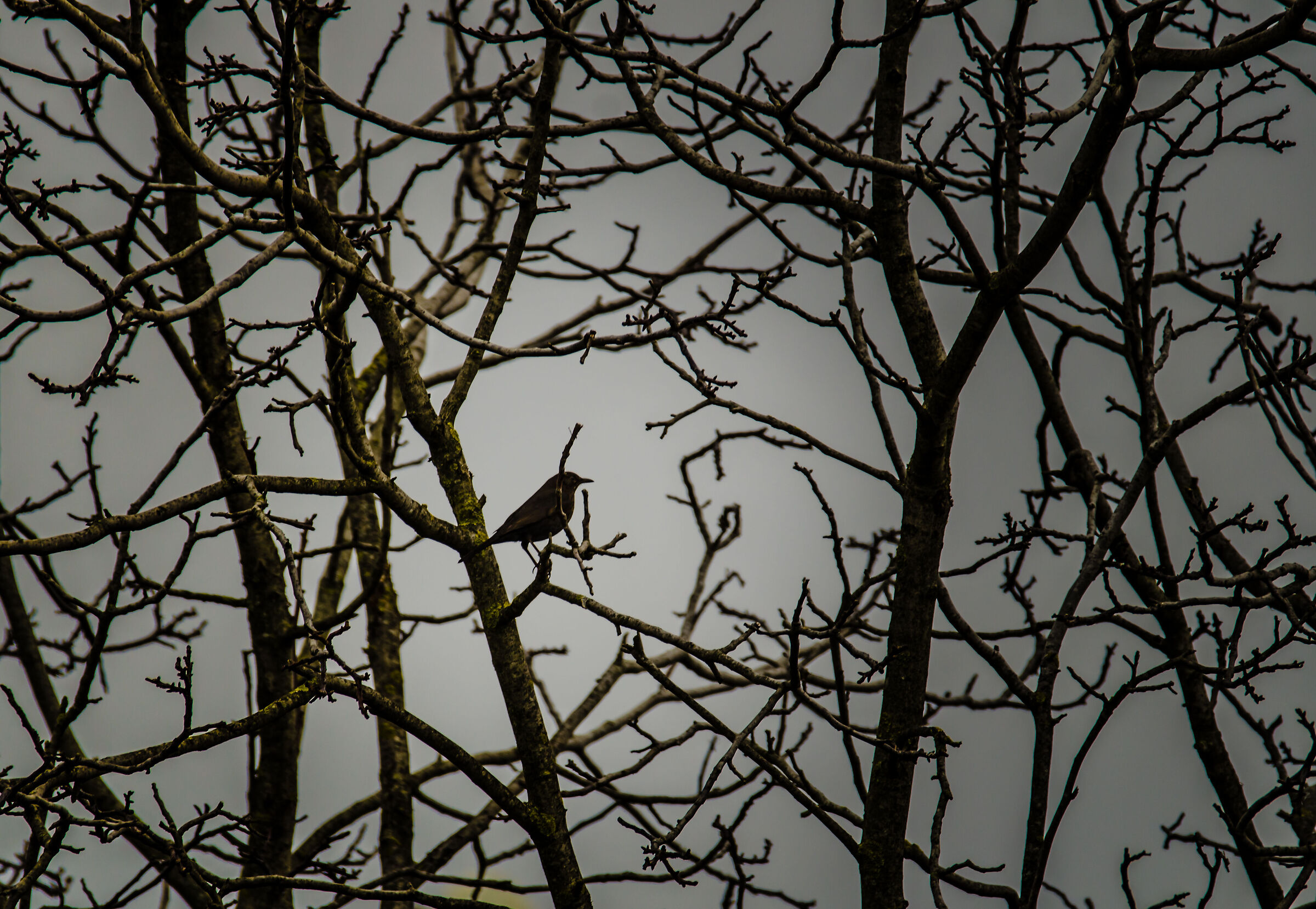 in mezzo ai rami della quercia....