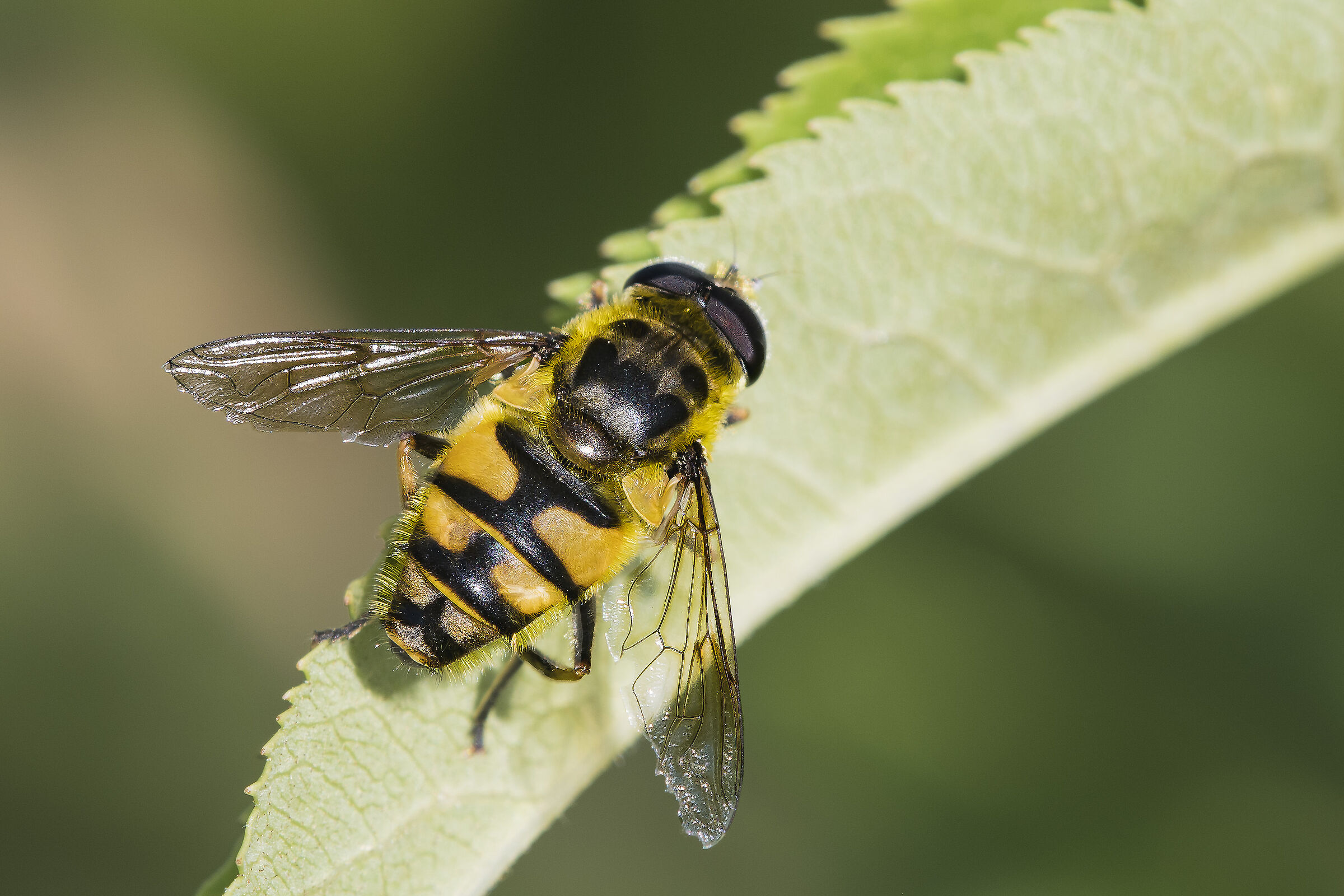 Myathropa florea (Linnaeus, 1758)