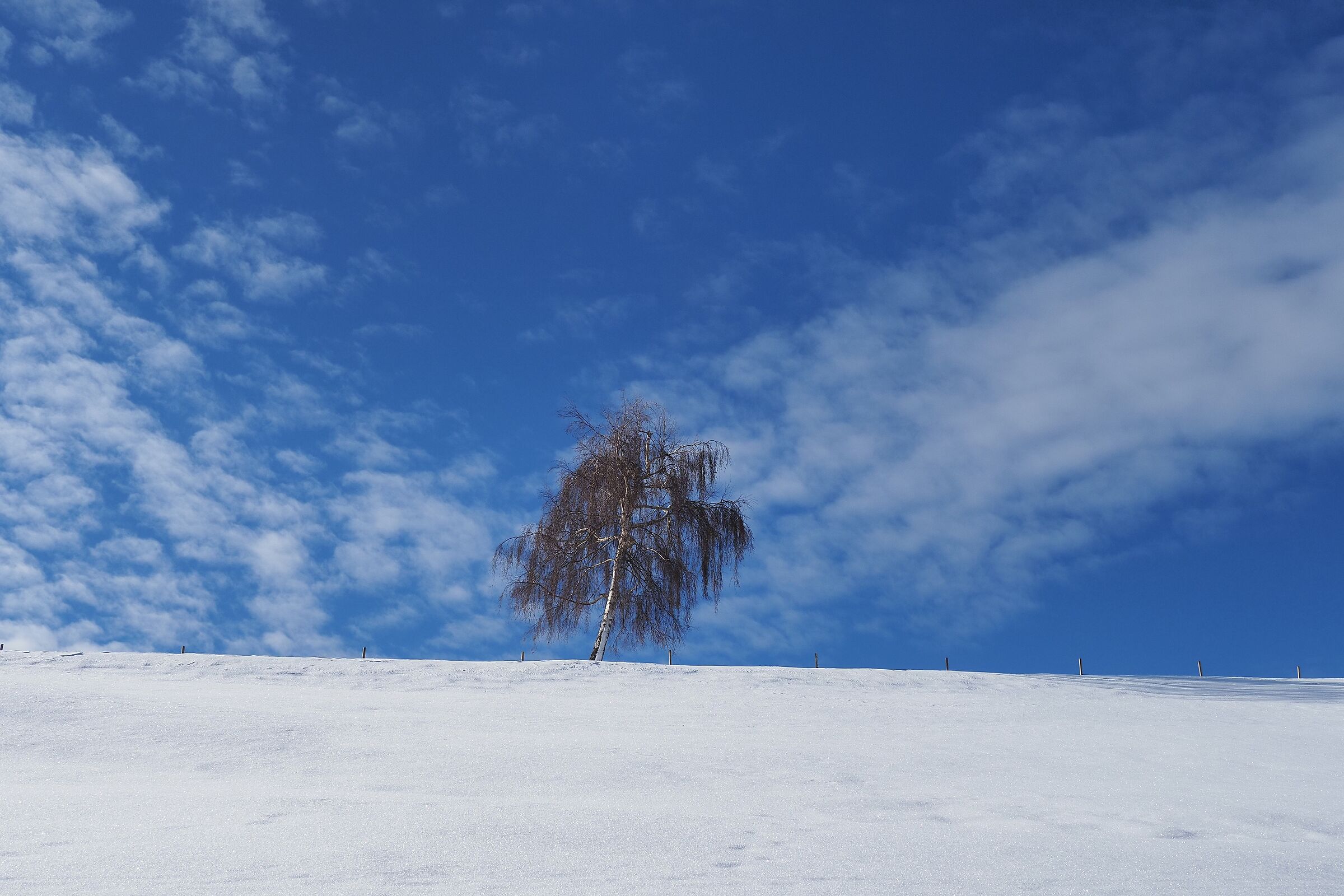 La betulla solitaria