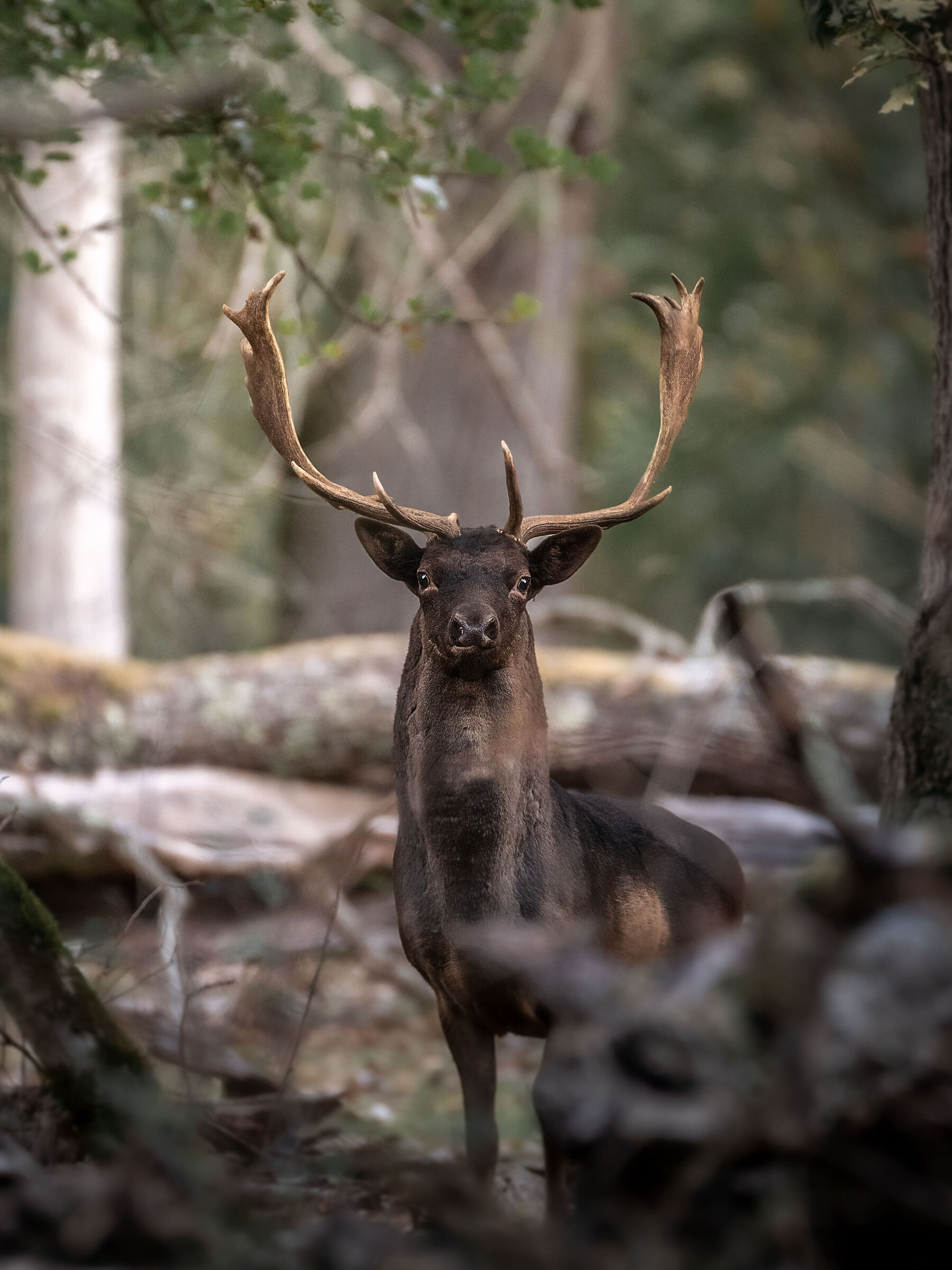 Daino maschio in amore