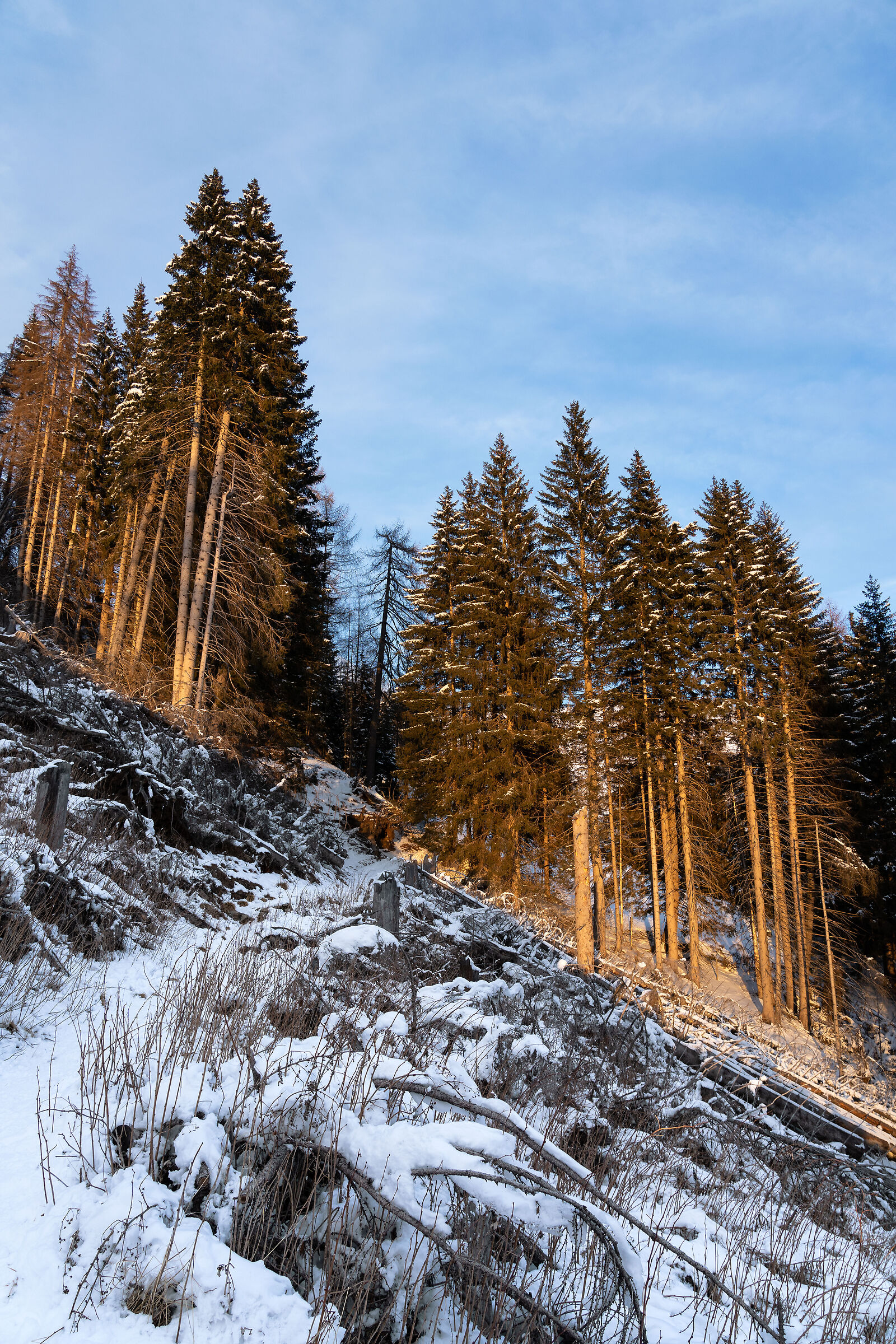 Scherzi del sole (Val Campelle Trentino - Italia)