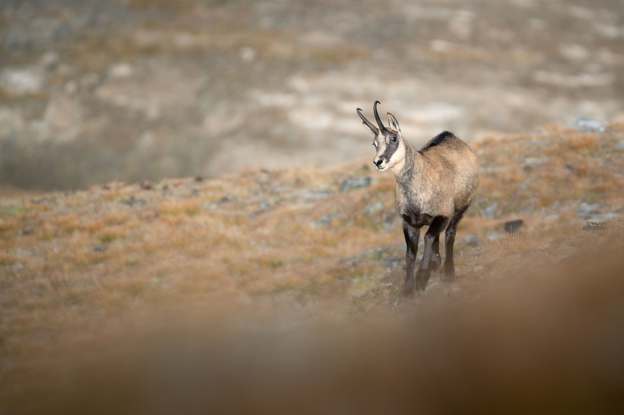 Camoscio - Parco Nazionale Gran Paradiso